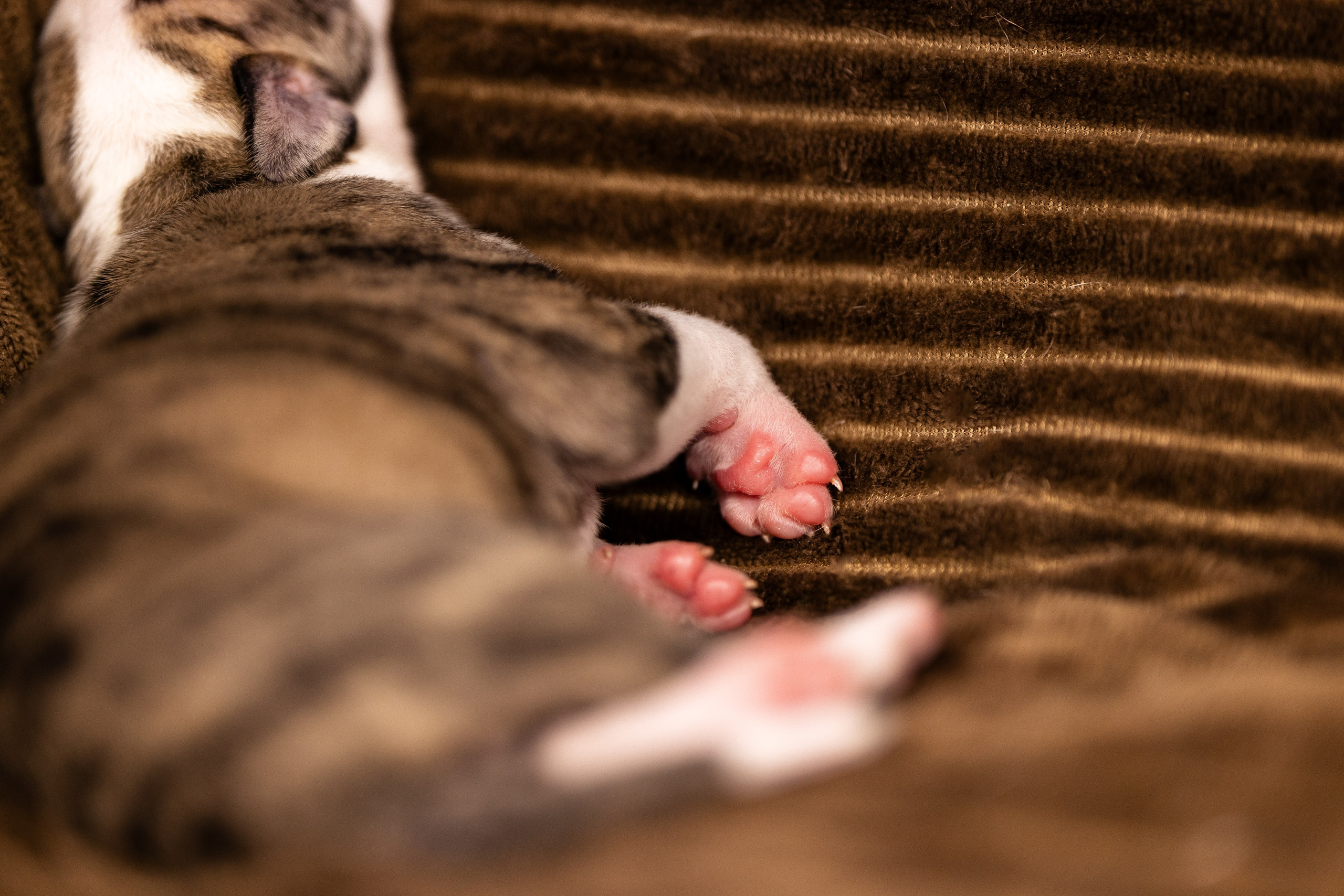 Уиппет. Фотограф и видеограф анималист Аганина Дарья