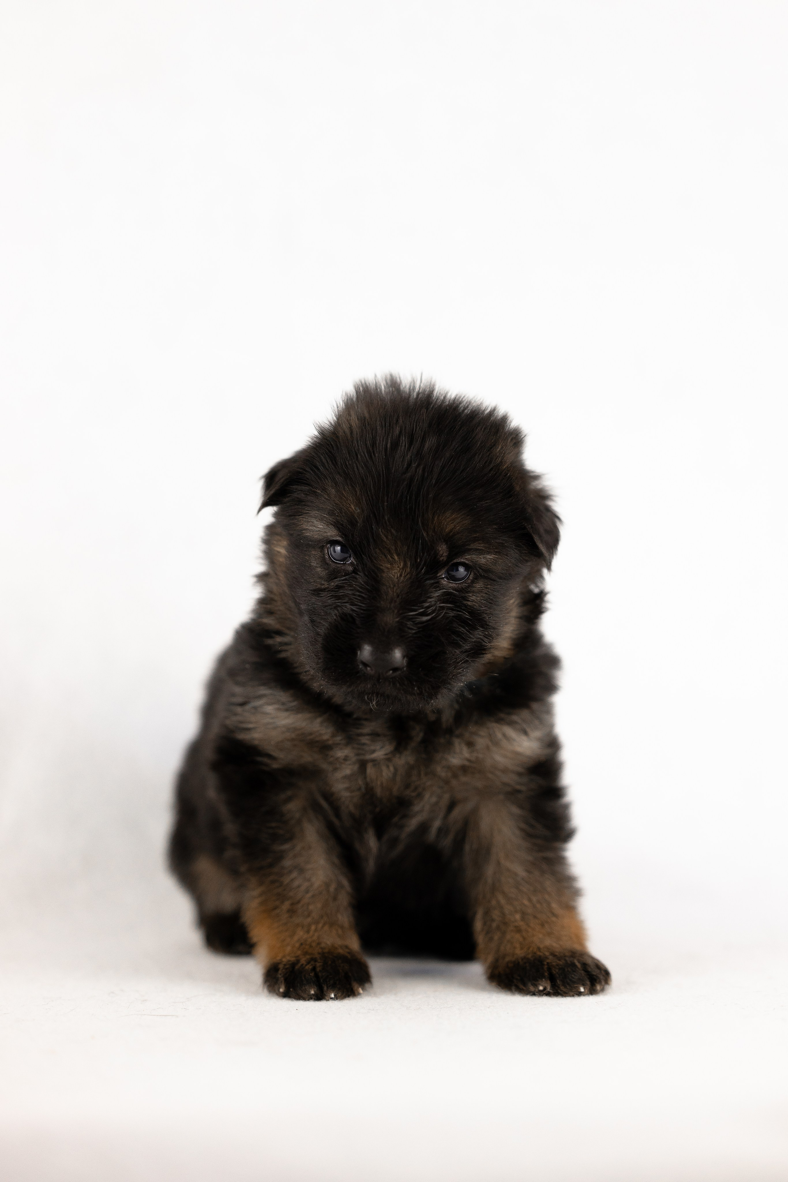 Немецкая овчарка. Фотограф и видеограф анималист Аганина Дарья