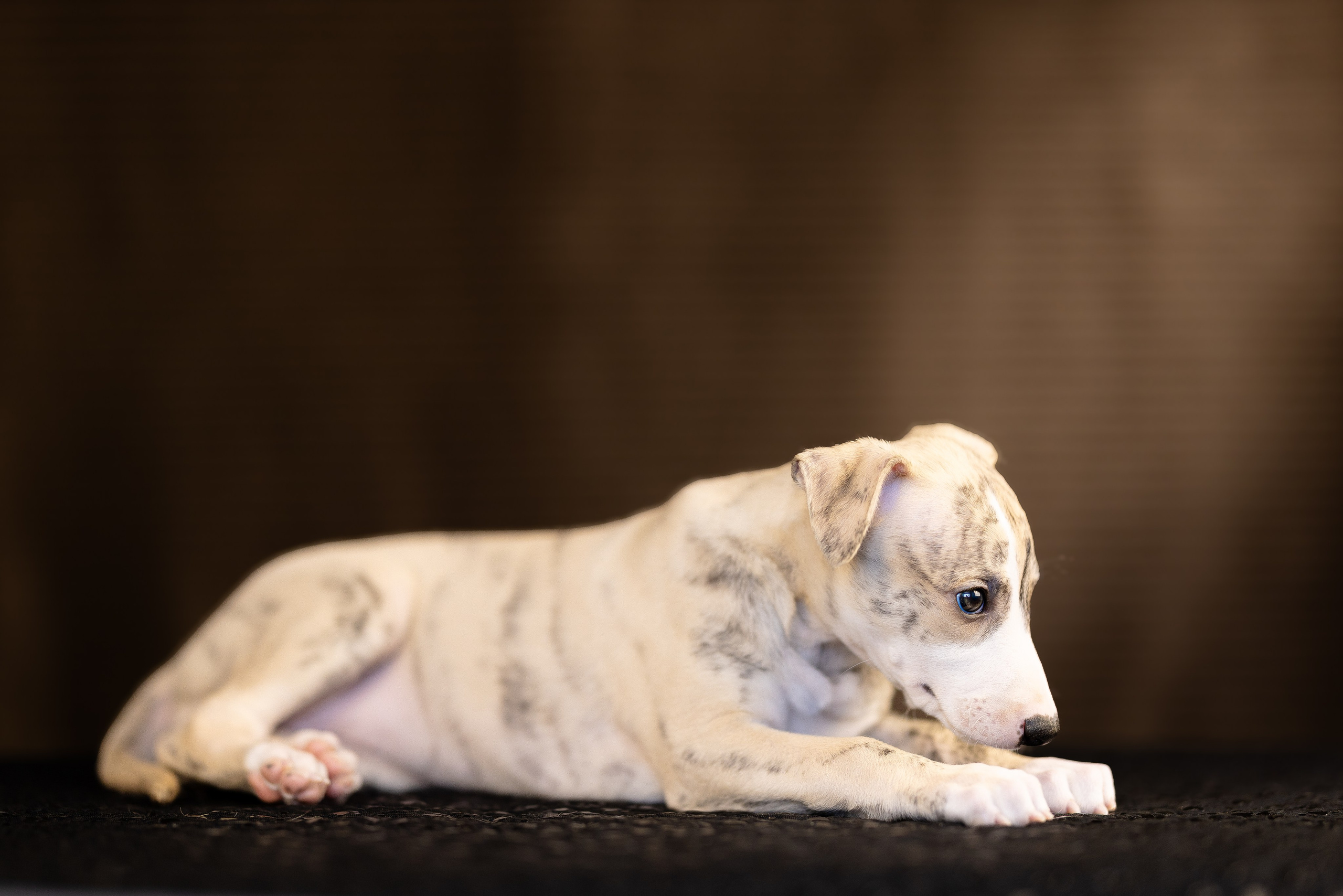 Уиппет. Фотограф и видеограф анималист Аганина Дарья