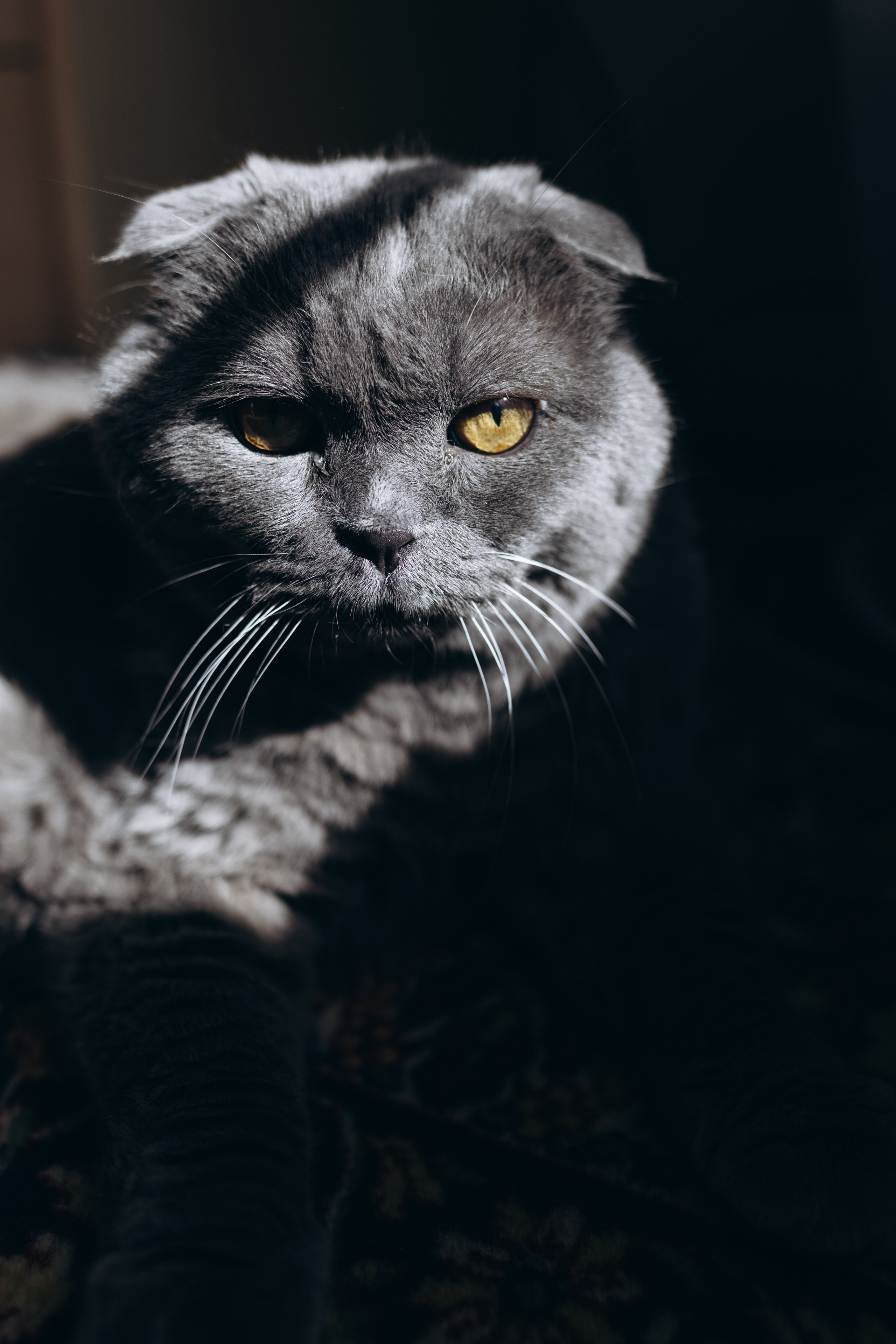 Катя, Ева, Ариша. Фотограф Людмила Оюн