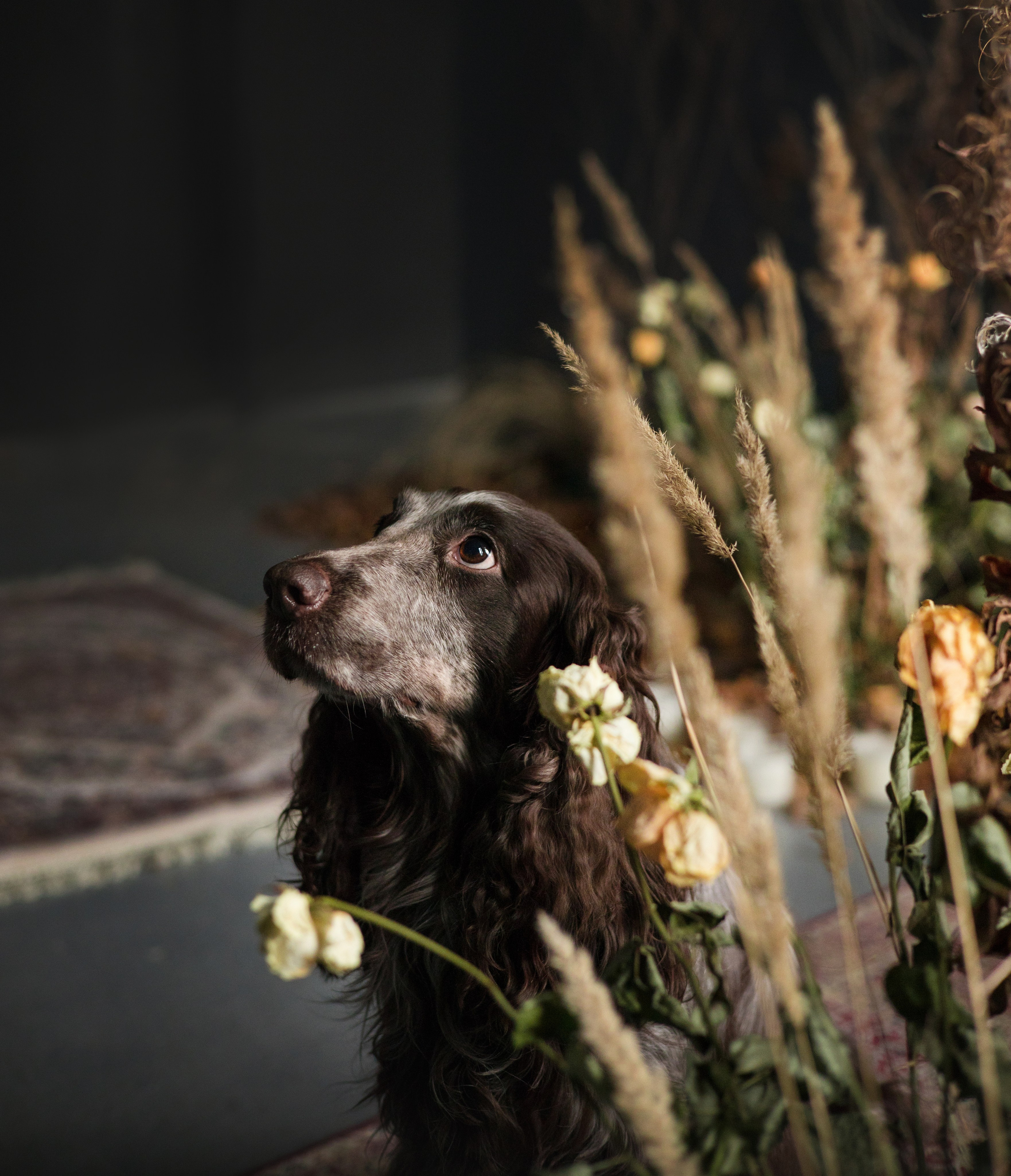 Портфолио. Фотограф-анималист в Екатеринбурге Марина Шишкина