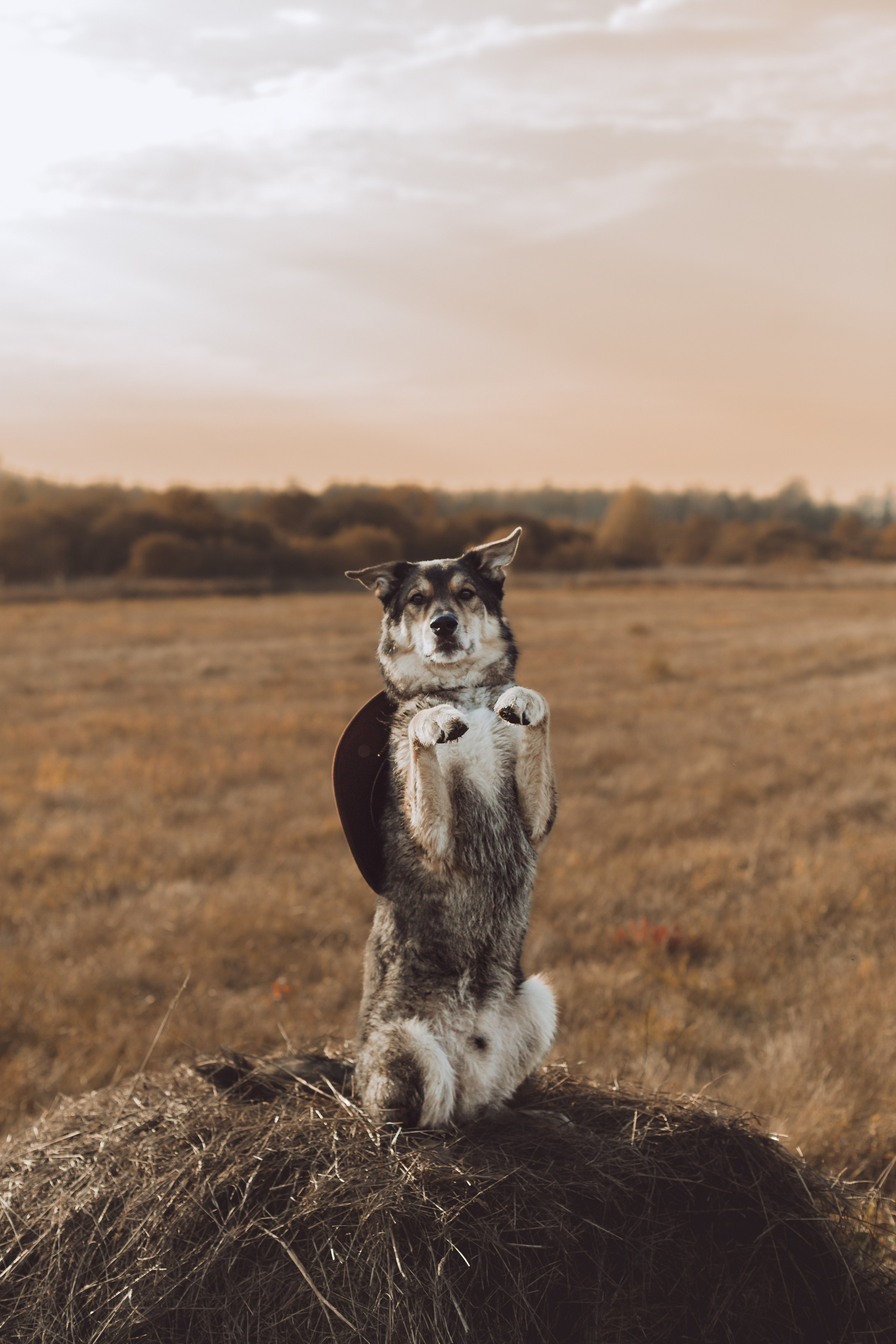 Кантри Дюк. Фотограф-анималист Татьяна Степанова