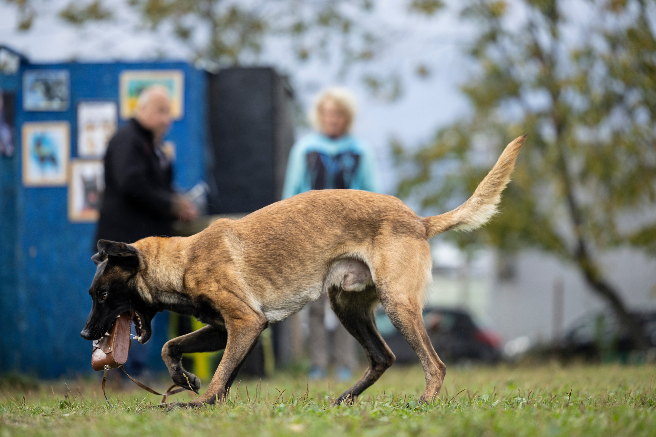 Испытания по Мондьорингу г. Пушкин. Фотограф-анималист Анна Маринич