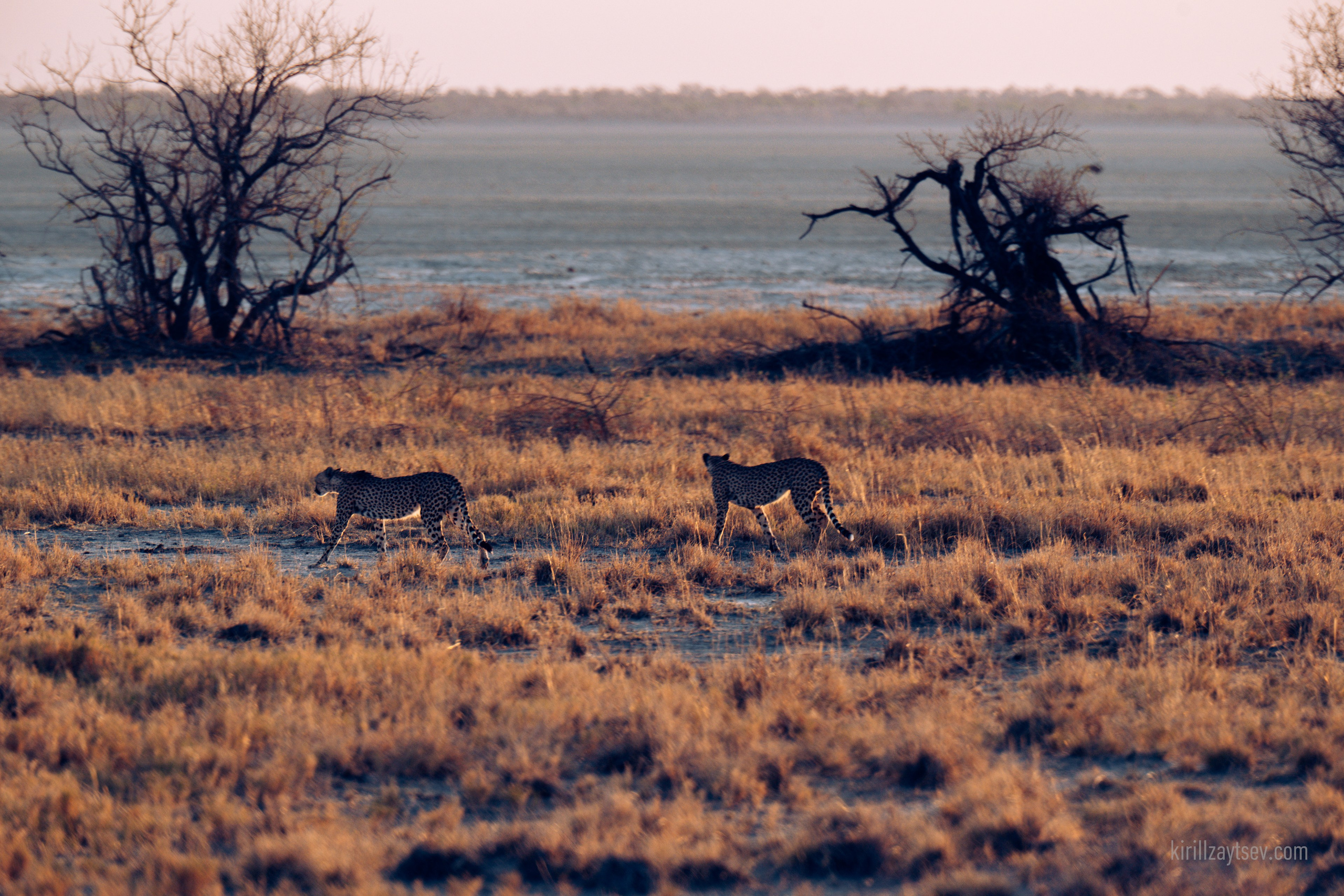 Жизнь. Профессиональный фотограф Кирилл Зайцев