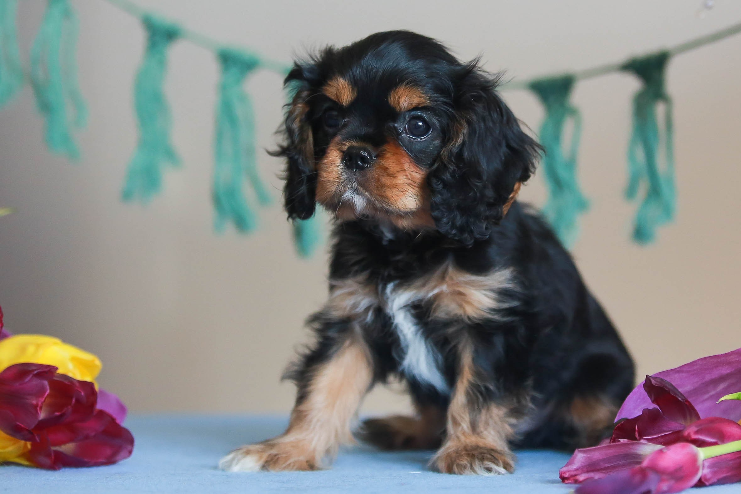 Щенки. Семейный и детский фотограф в Москве Мария Быкова