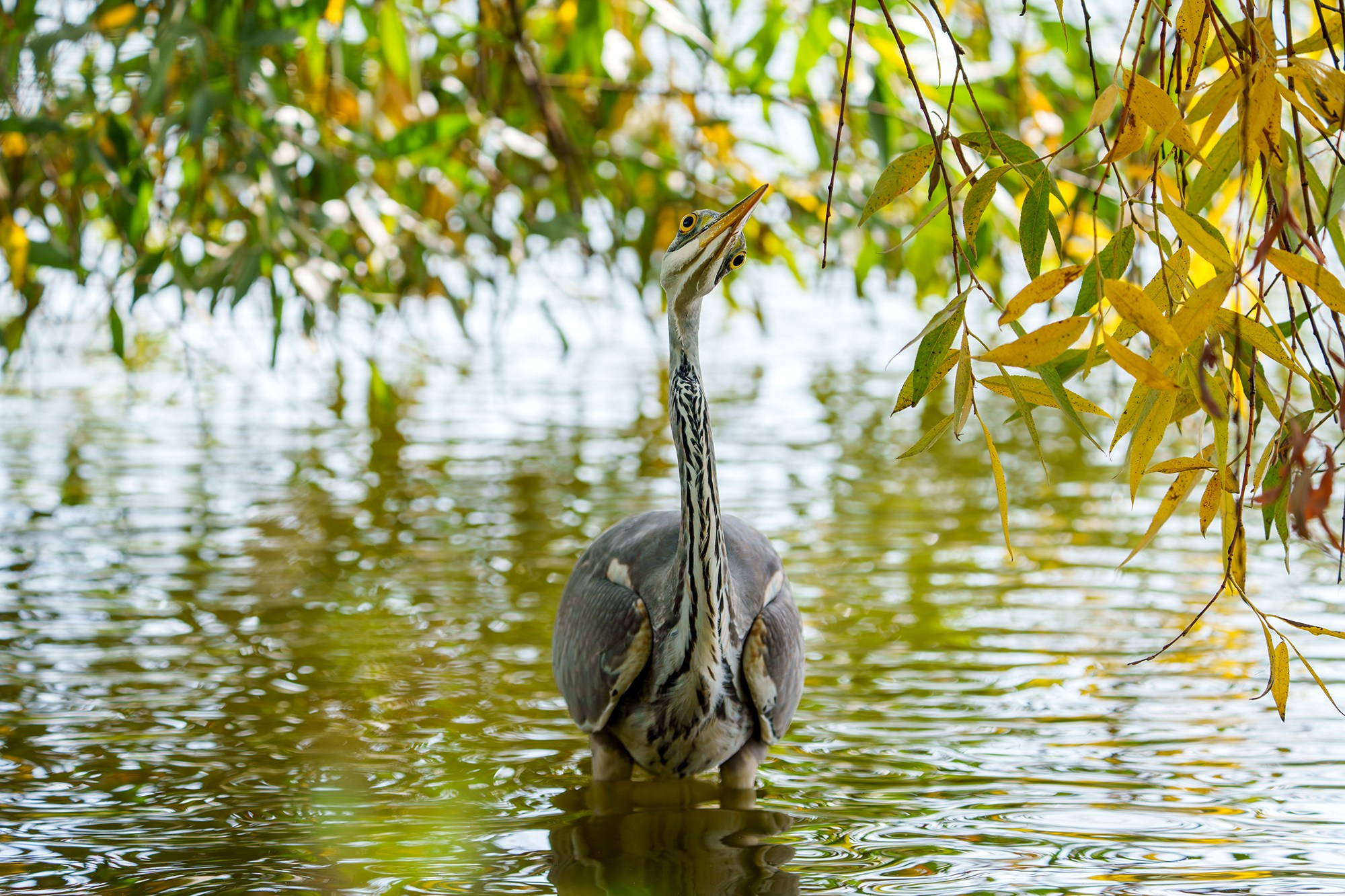 Удивительные мир птиц. Вокруг нас столько прекрасного — присмотритесь!. Ваш личный фотограф Марина Волкова