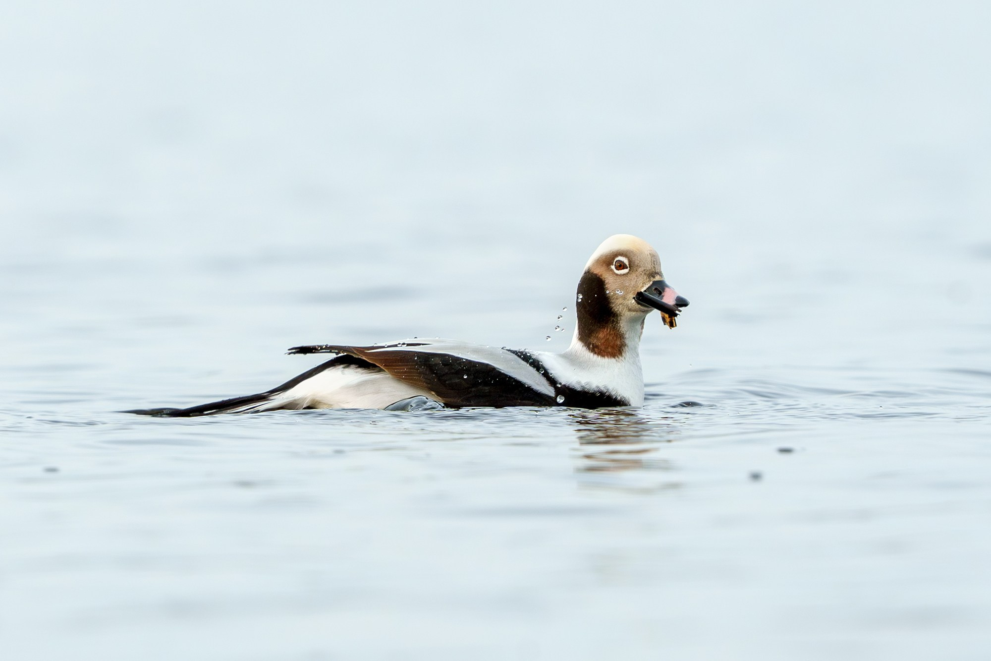 Удивительные мир птиц. Вокруг нас столько прекрасного — присмотритесь!. Ваш личный фотограф Марина Волкова