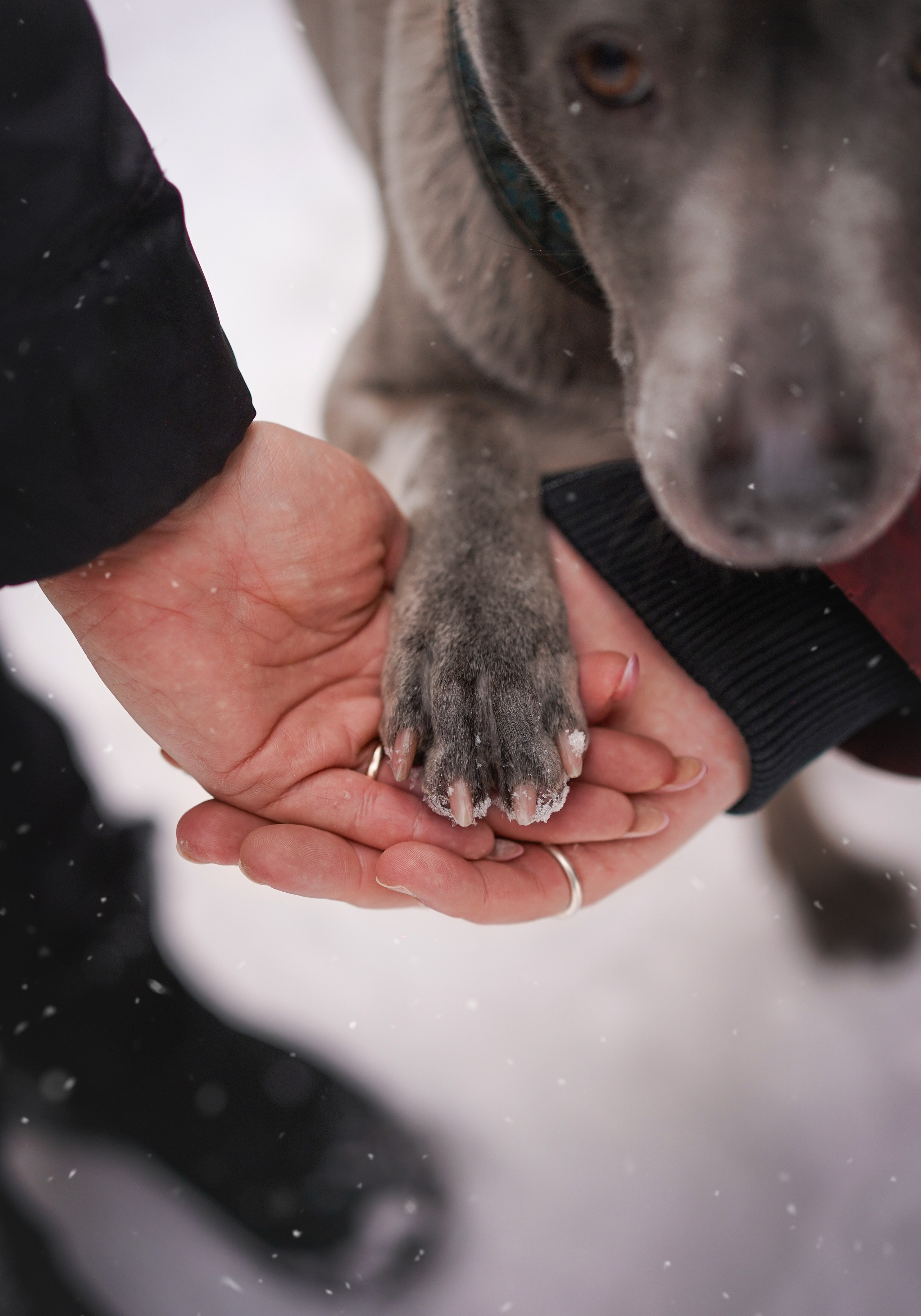 Даша Илья Вениамина и Мэдиссон. Фотограф-анималист в Санкт-Петербурге Яна Мартынова