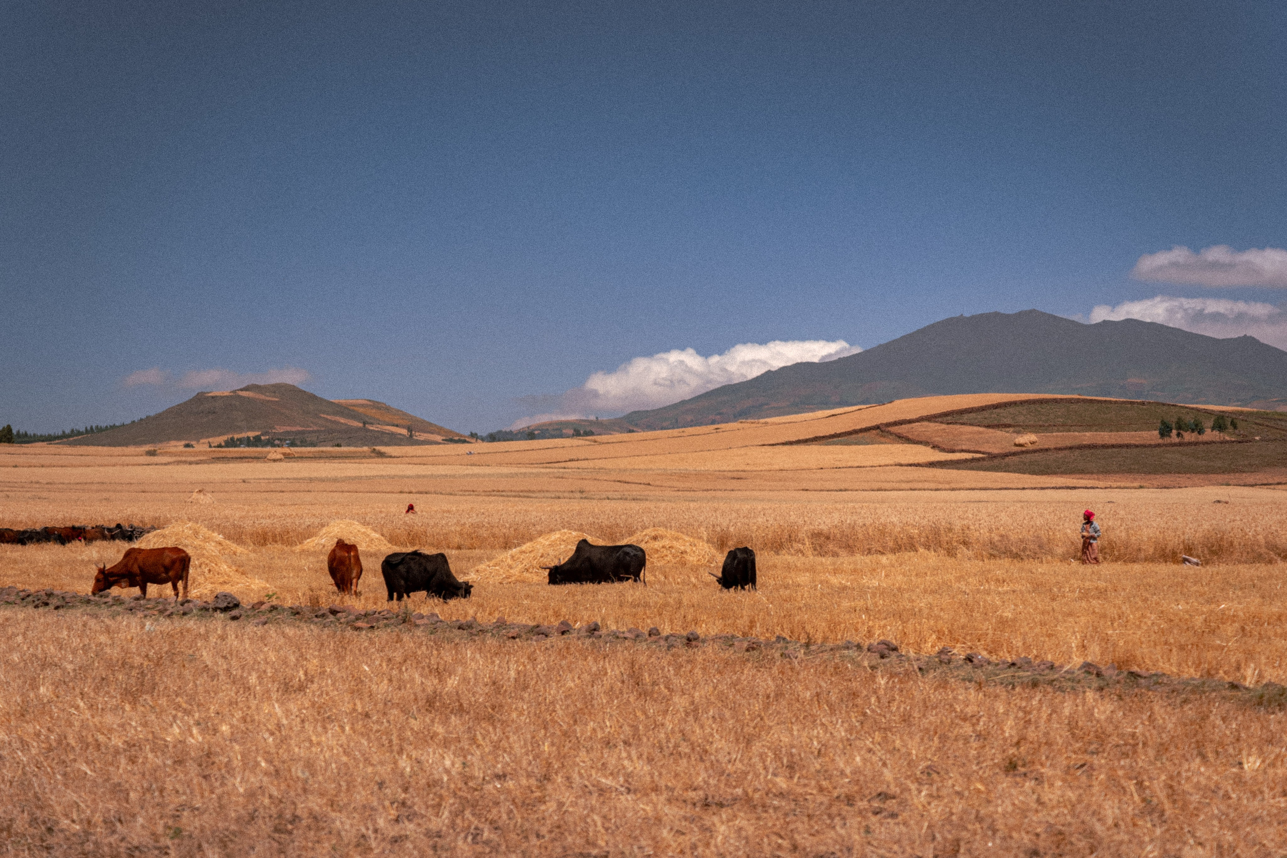 По дорогам Эфиопии. Юля Дэй • Фотограф, Санкт-Петербург