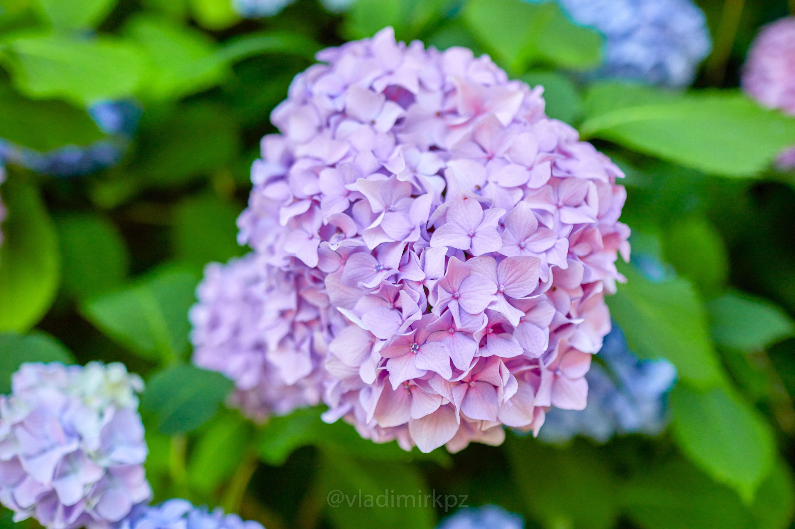 Пртретная фотосъемка в абхазии. Фотограф Абхазия