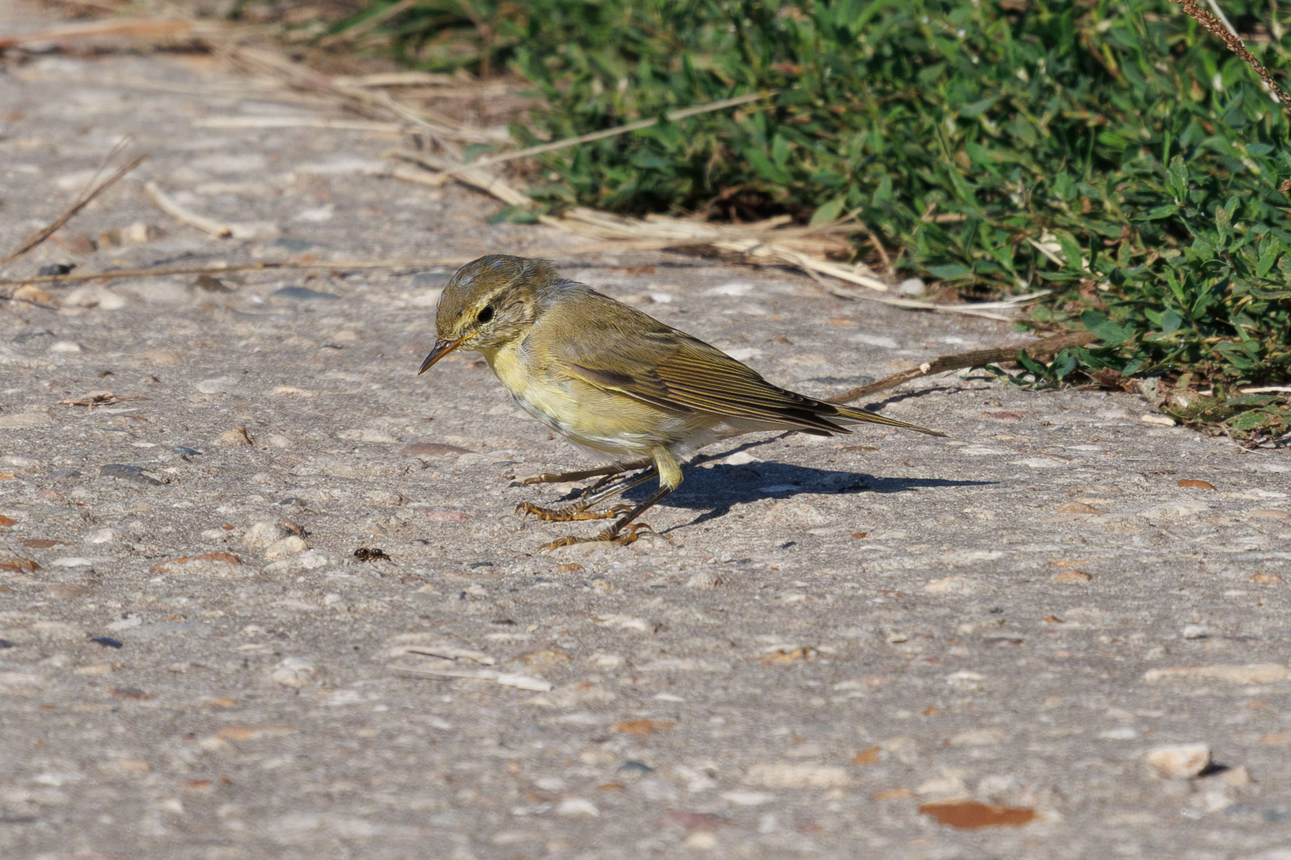 Птицы Москворецкого пойменного заказника. Птицы парков г. Люберцы