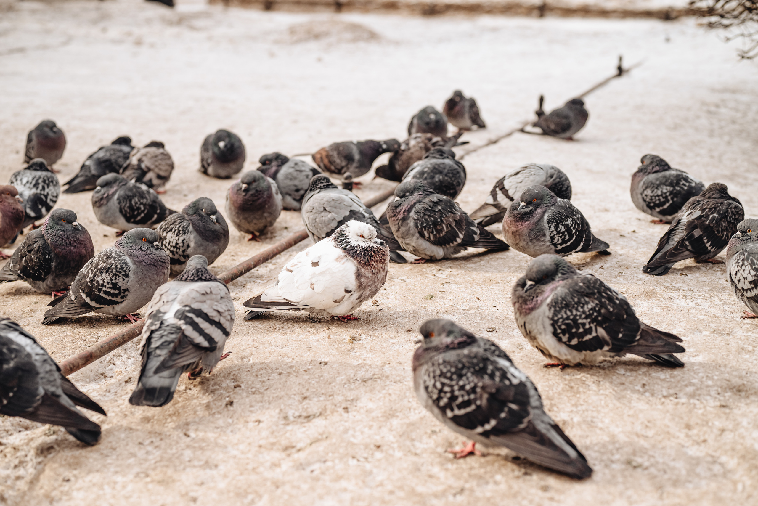 Зарисовки города. Семейный фотограф Ира Шашова Санкт-Петербург
