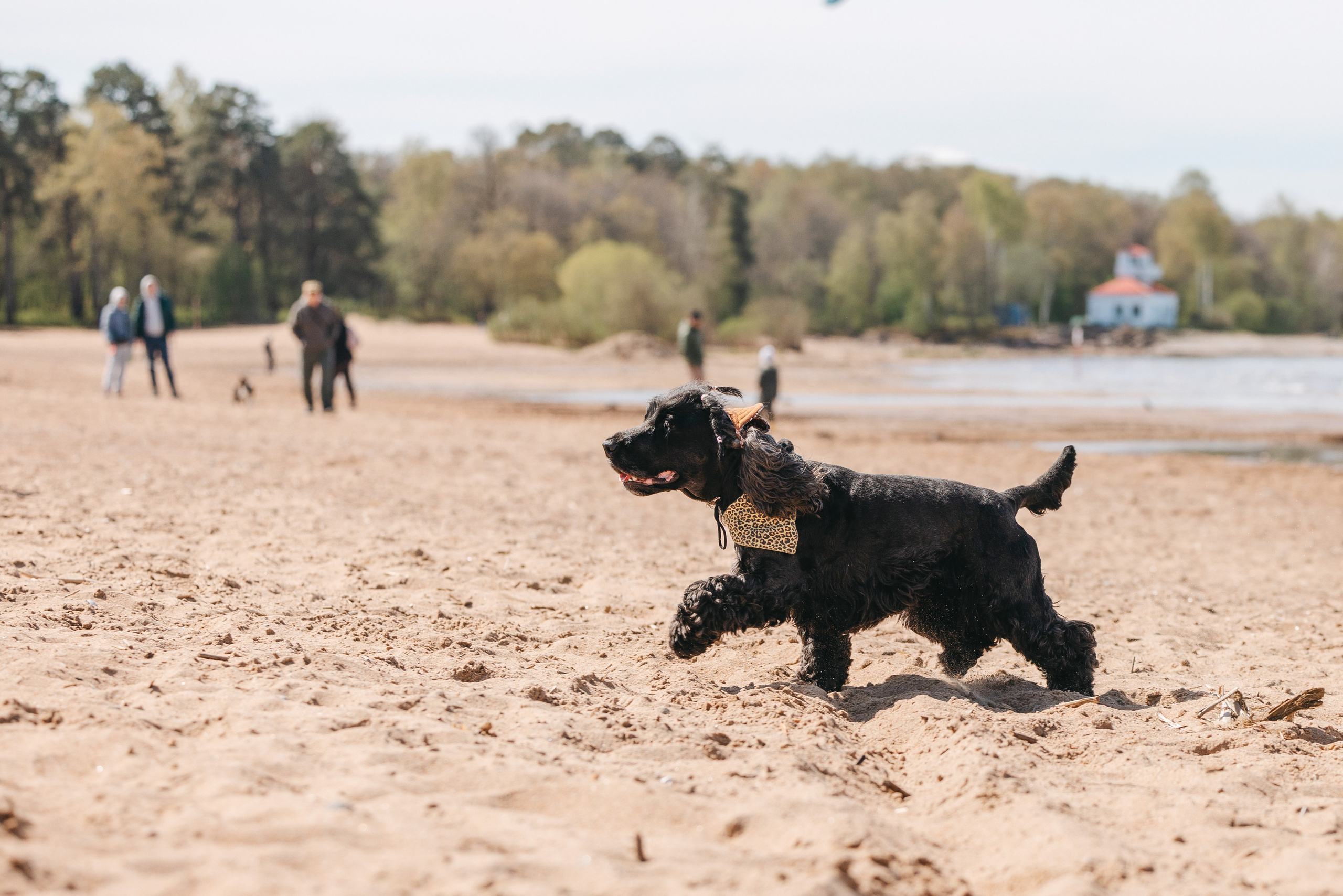 Спанимания. Фотограф анималист Осипчикова Мария