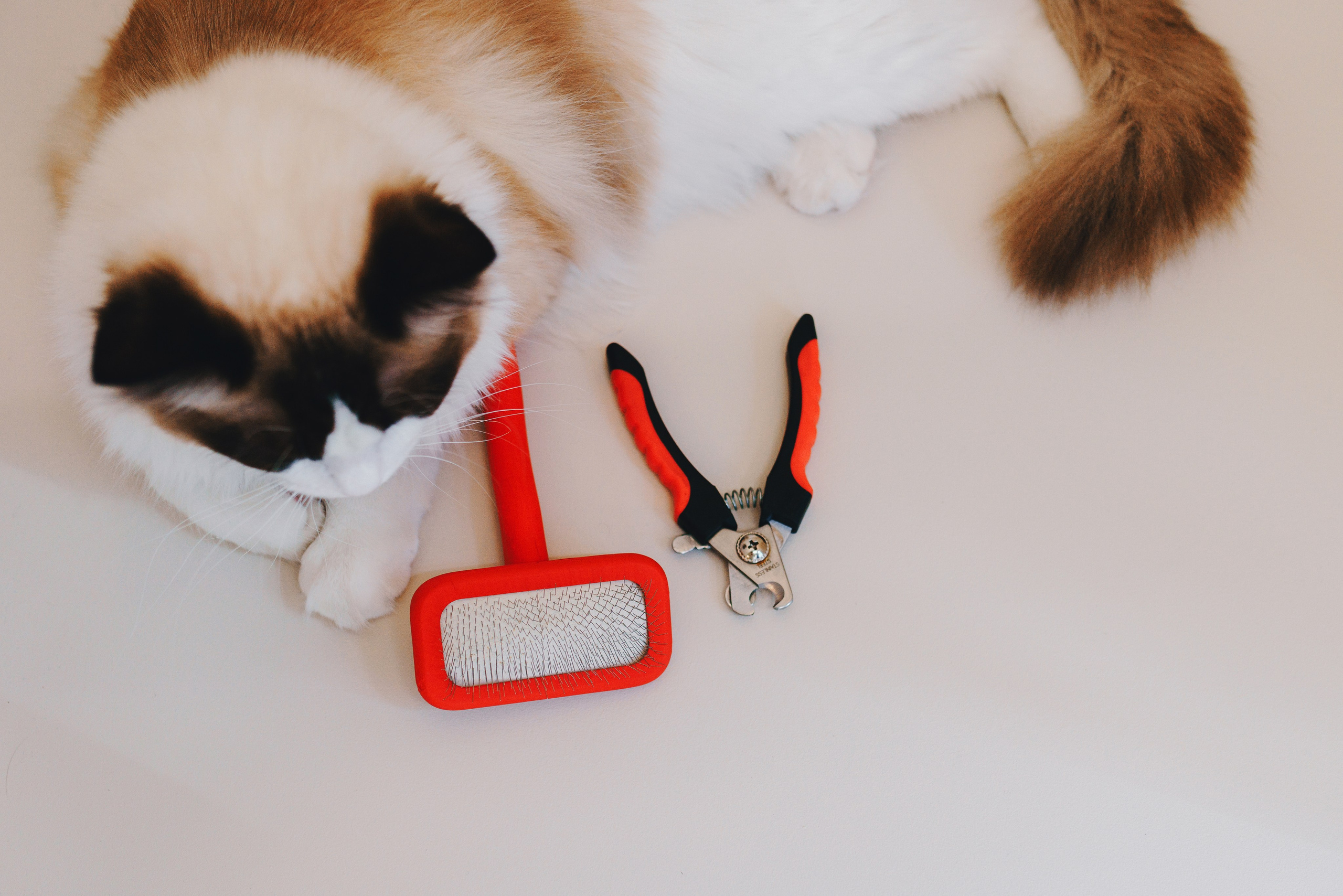 Груминг-салон. Фотограф анималист Осипчикова Мария