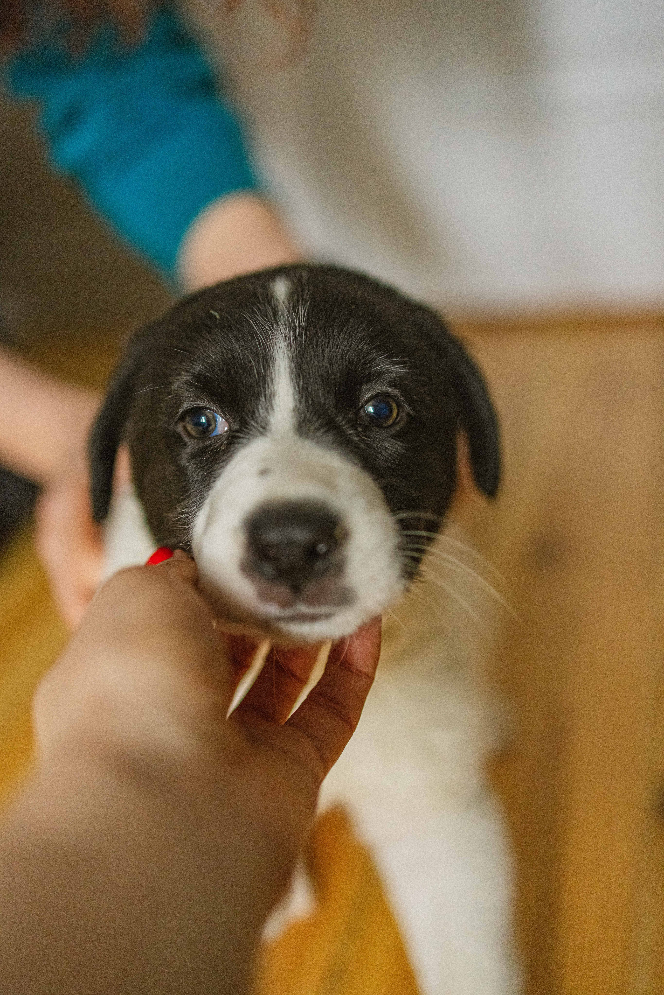 Щеночки. Фотограф-анималист в Москве Лера Черноног