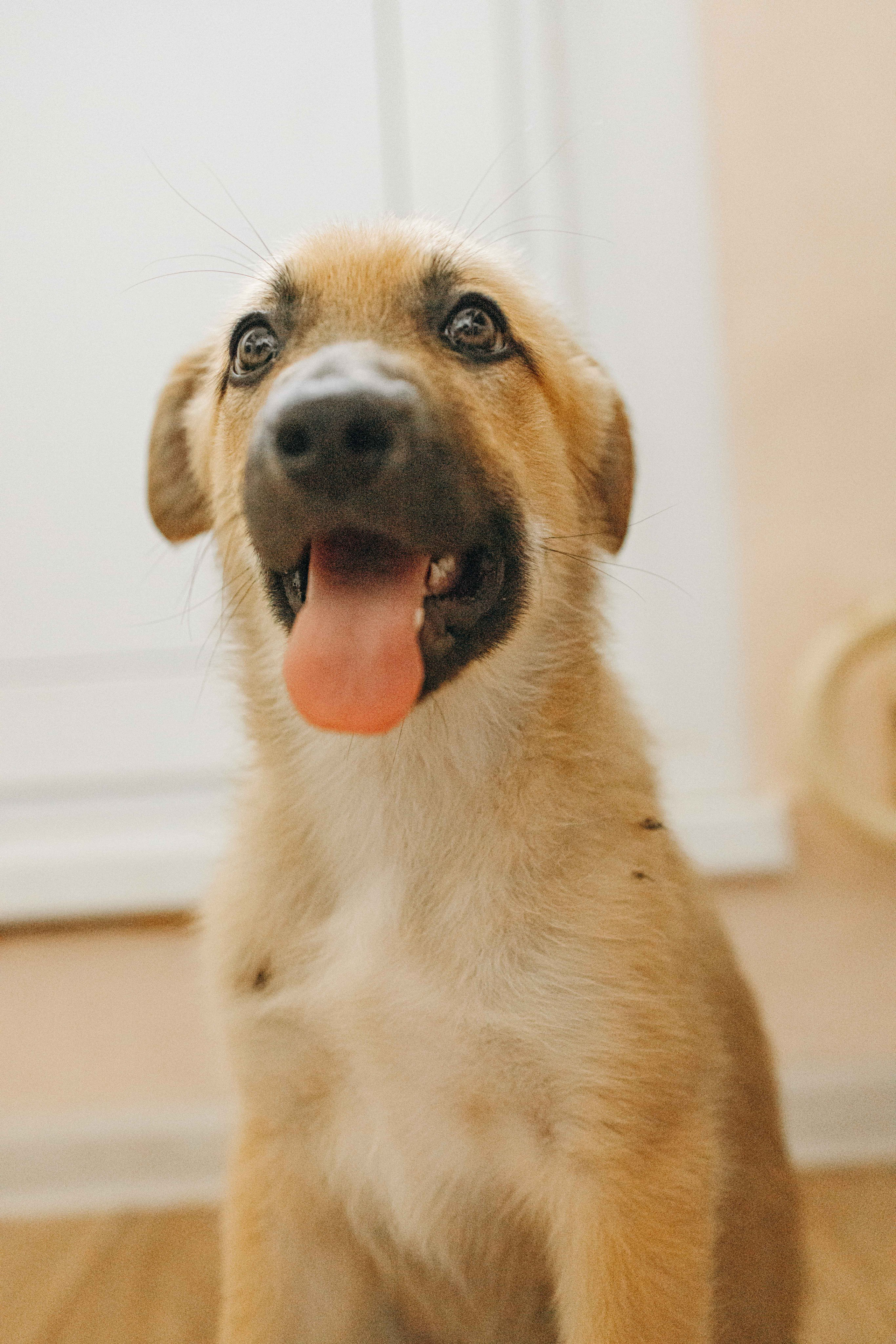 Щеночки на кухне. Фотограф-анималист в Москве Лера Черноног