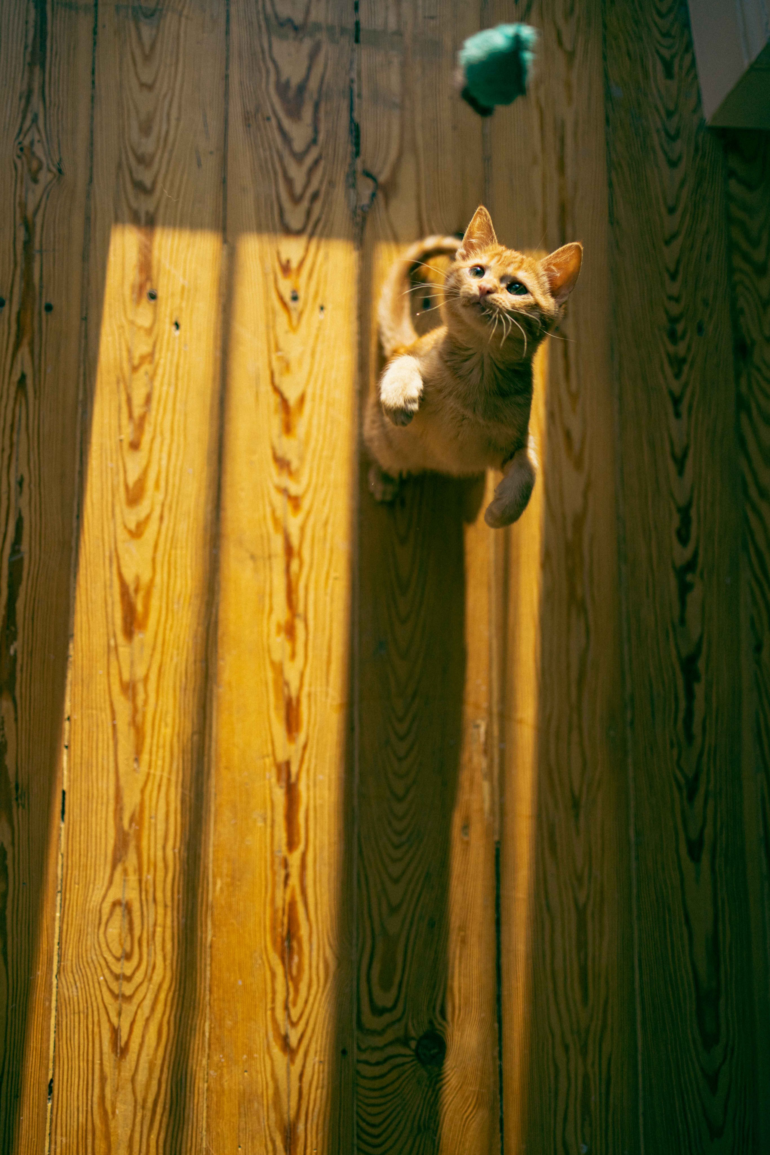 Кускус. Фотограф-анималист в Москве Лера Черноног