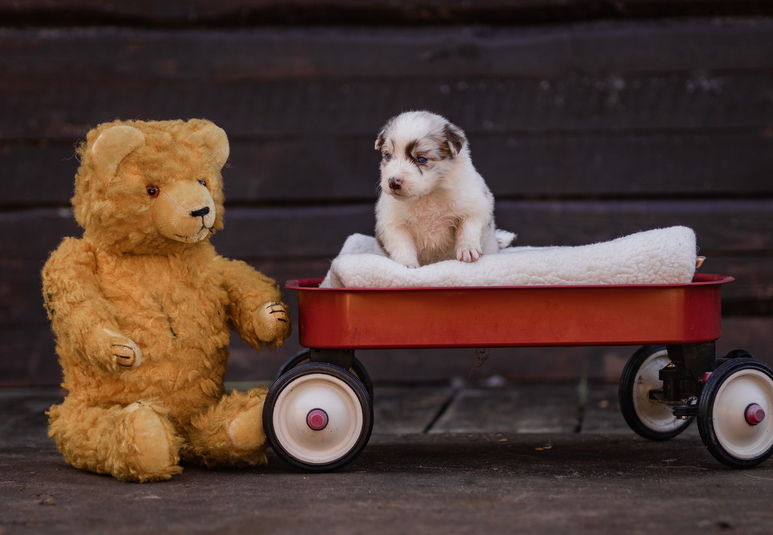 Фритсвит. Семейный фотограф Ефремова Виктория