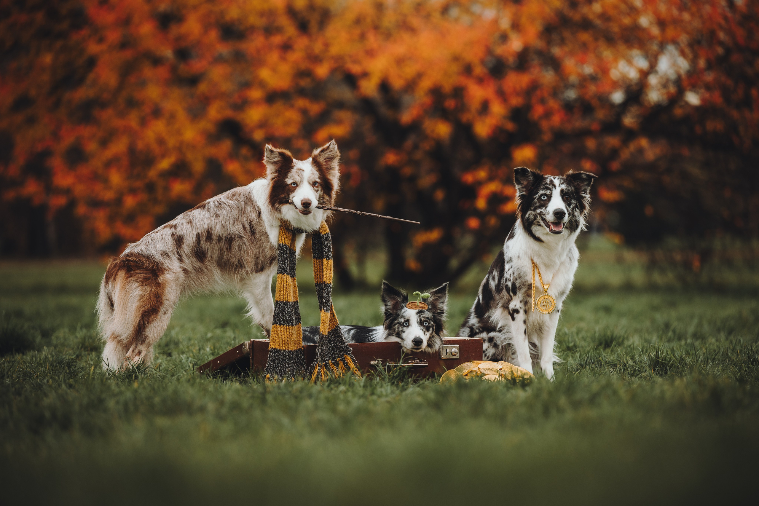 Лилу, Ри и Тучка. Семейный фотограф анималист Ананьева Мария — Москва