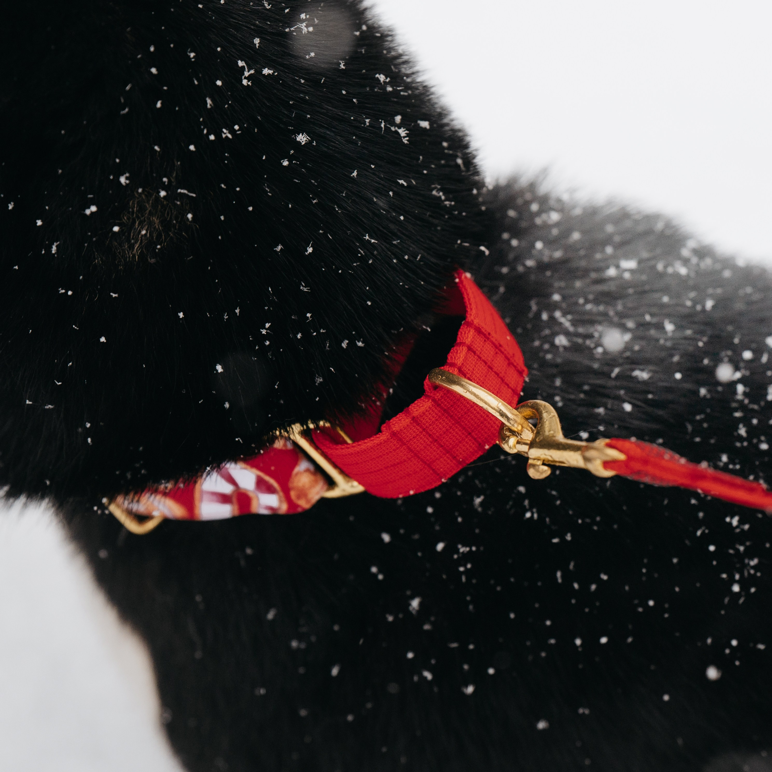 Bender&Frai. Зимняя коллекция. Семейный фотограф анималист Ананьева Мария — Москва