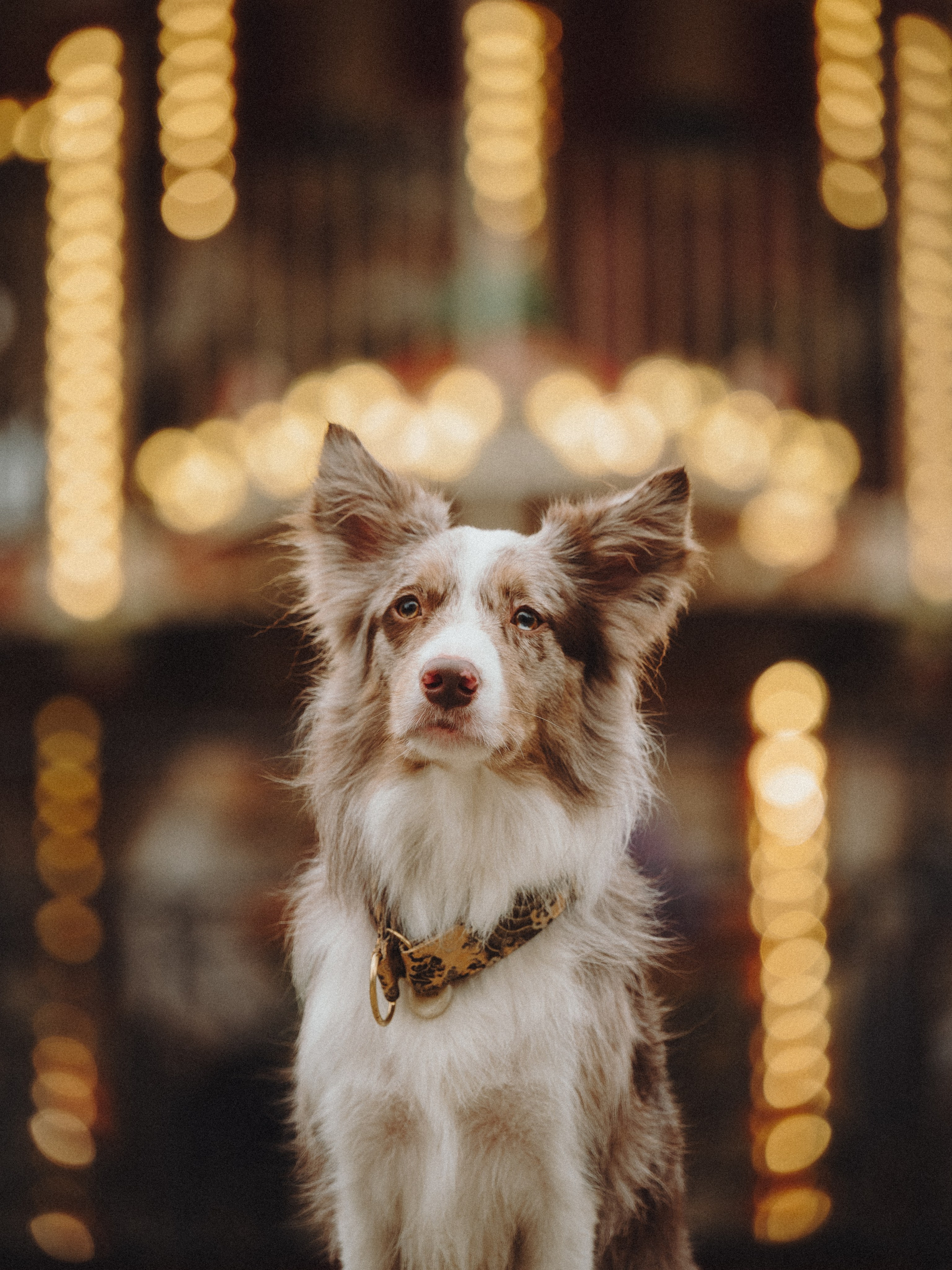 Аня и Дэймон. Семейный фотограф анималист Ананьева Мария — Москва