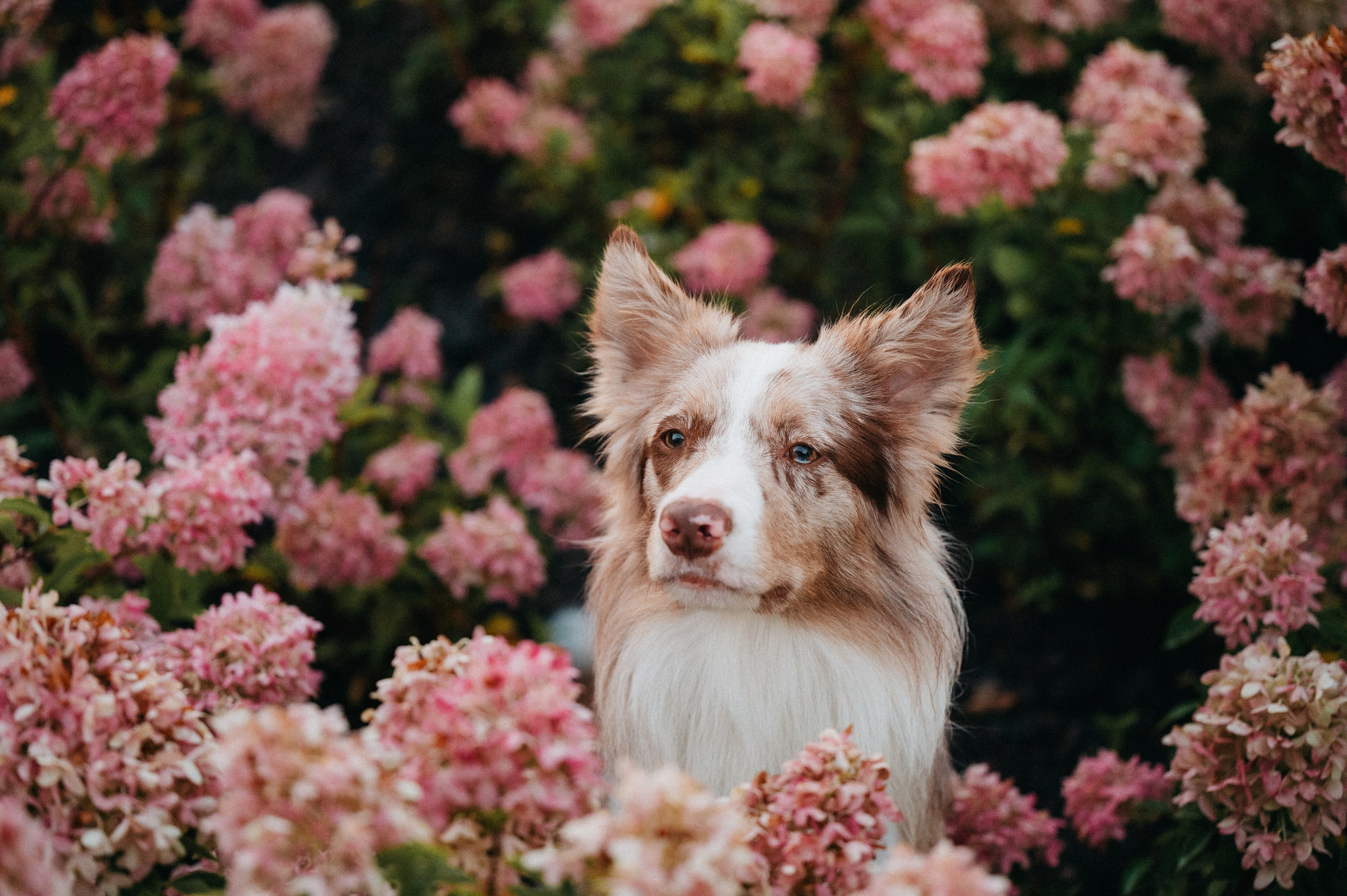 Аня и Деймон. Семейный фотограф анималист Ананьева Мария — Москва