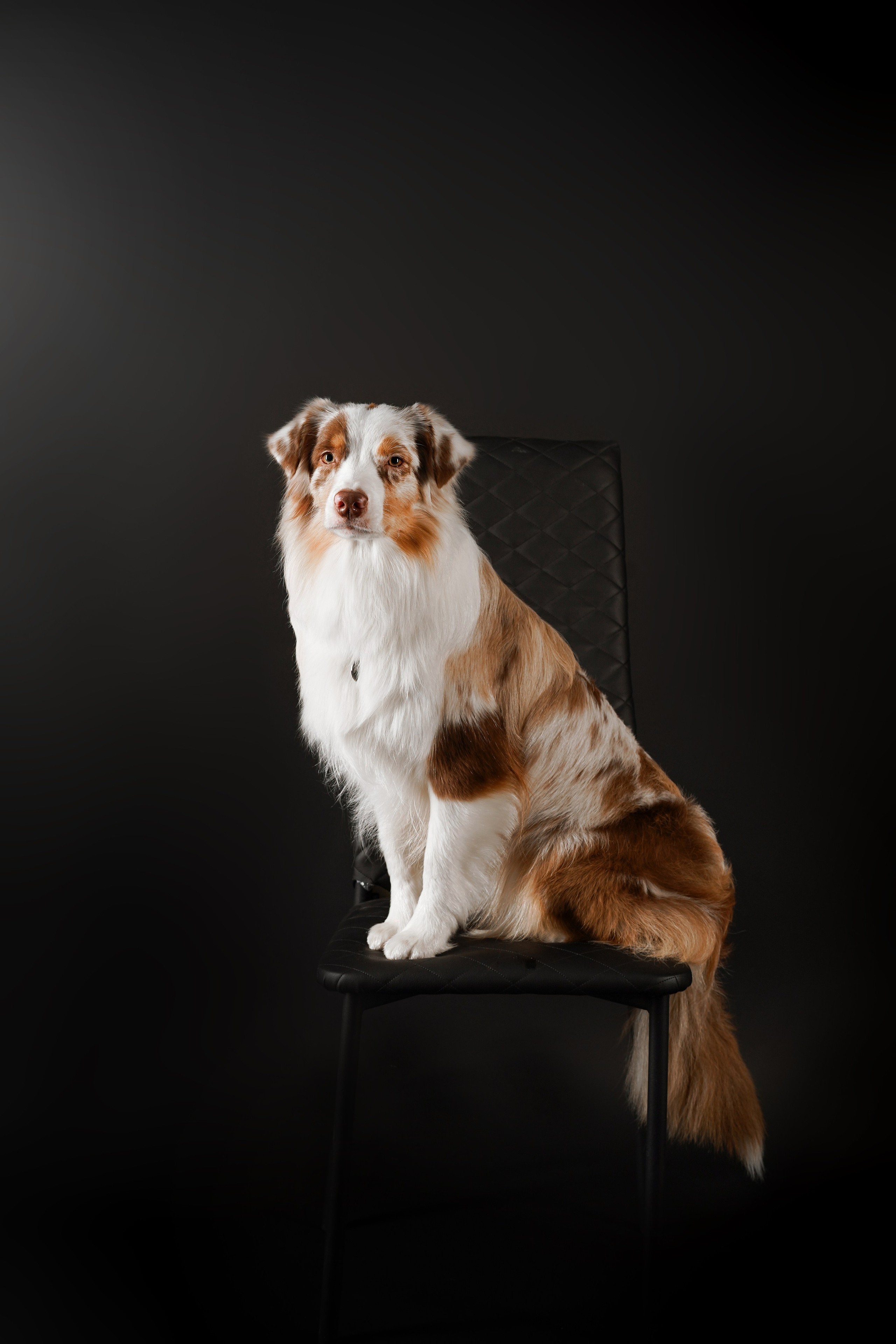 Юни и Панда. Фотограф-анималист в Санкт-Петербурге Яна Мартынова