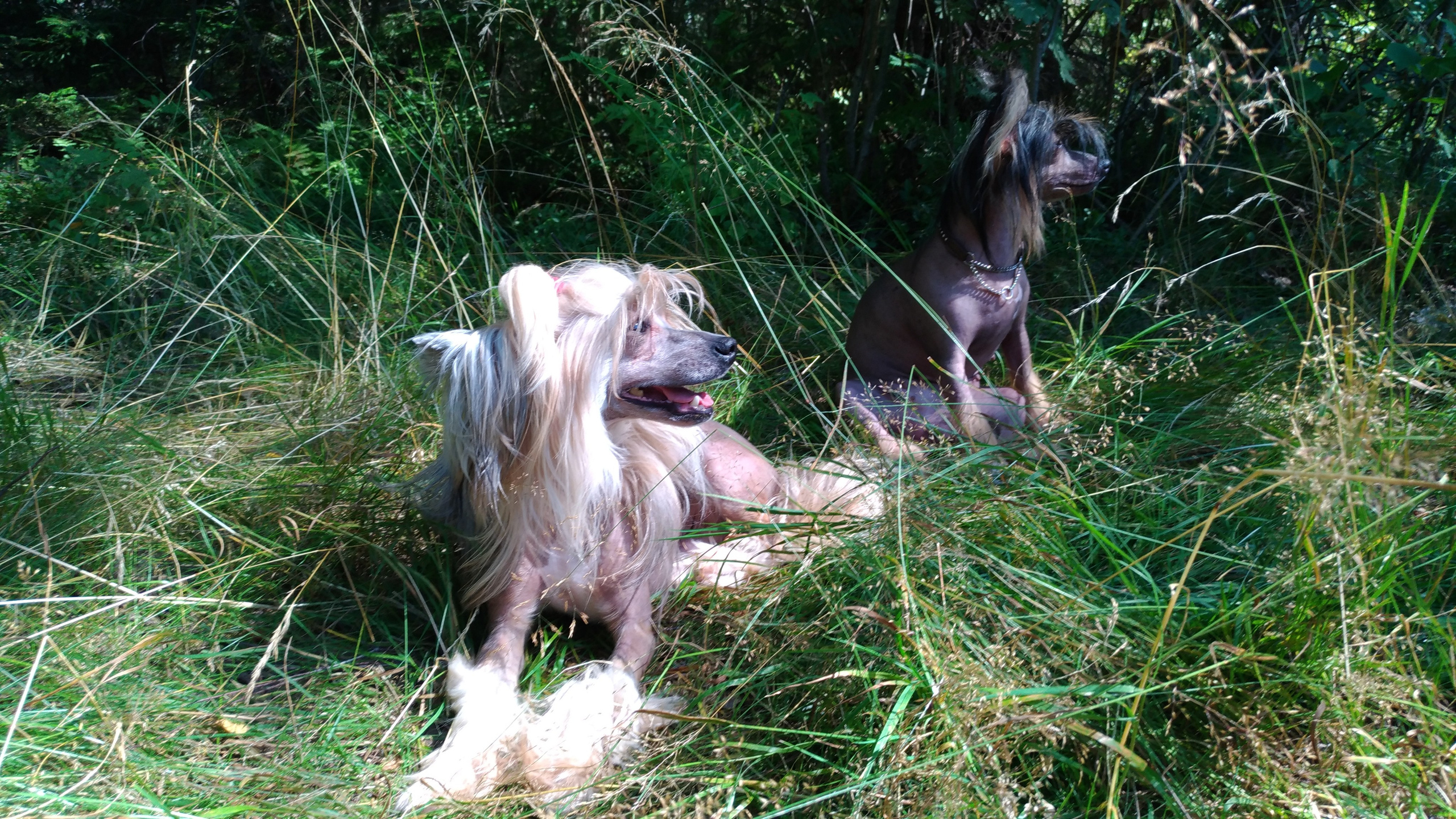 Hike to Konakovo. Poale Ell Chinese Crested Dog Kennel: Buy a puppy from the kennel