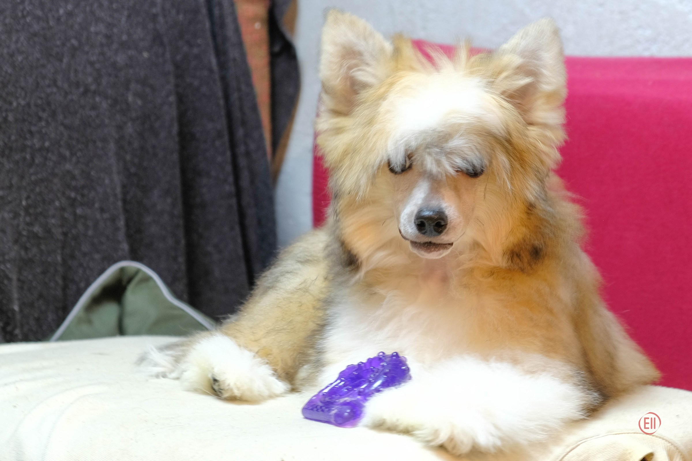 Poale Ell Chen. Chinese Crested Dog Kennel Poale Ell