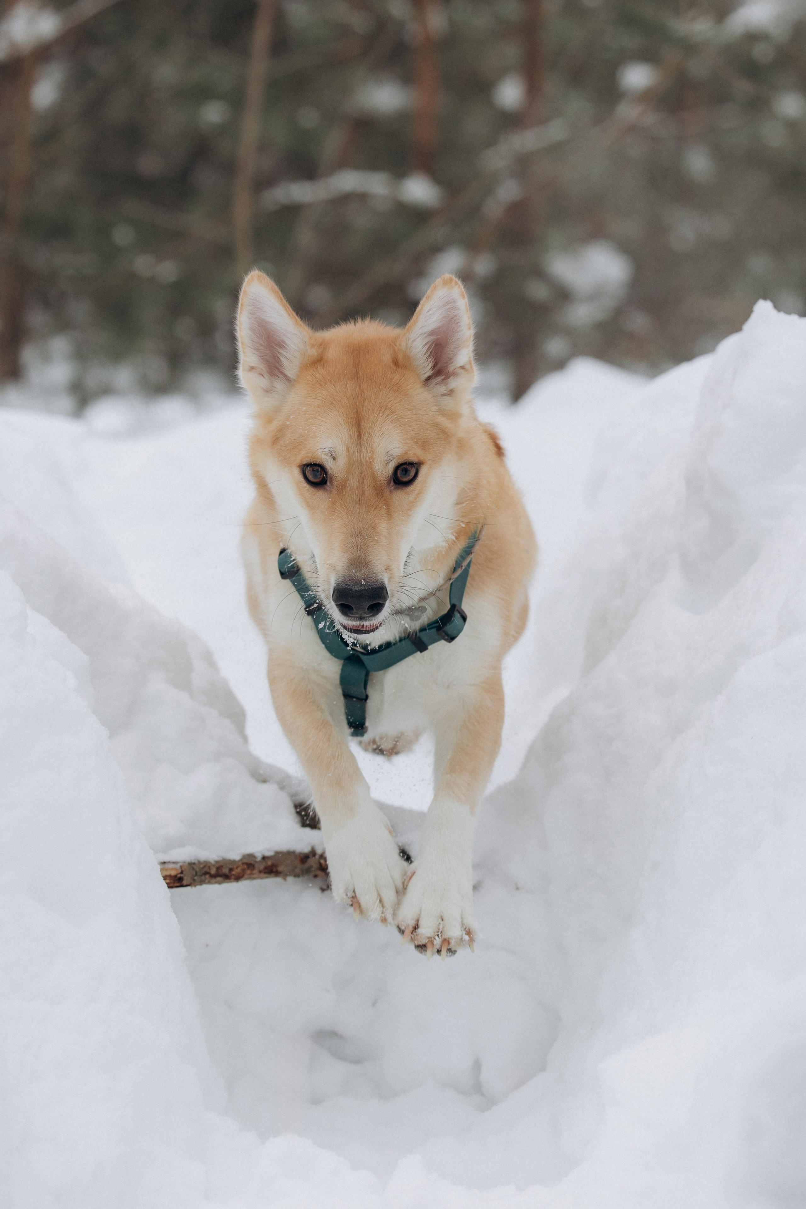 Прогулка на озере зимой. Фотограф анималист в Казани Алина Сулейманова. Фотограф животных