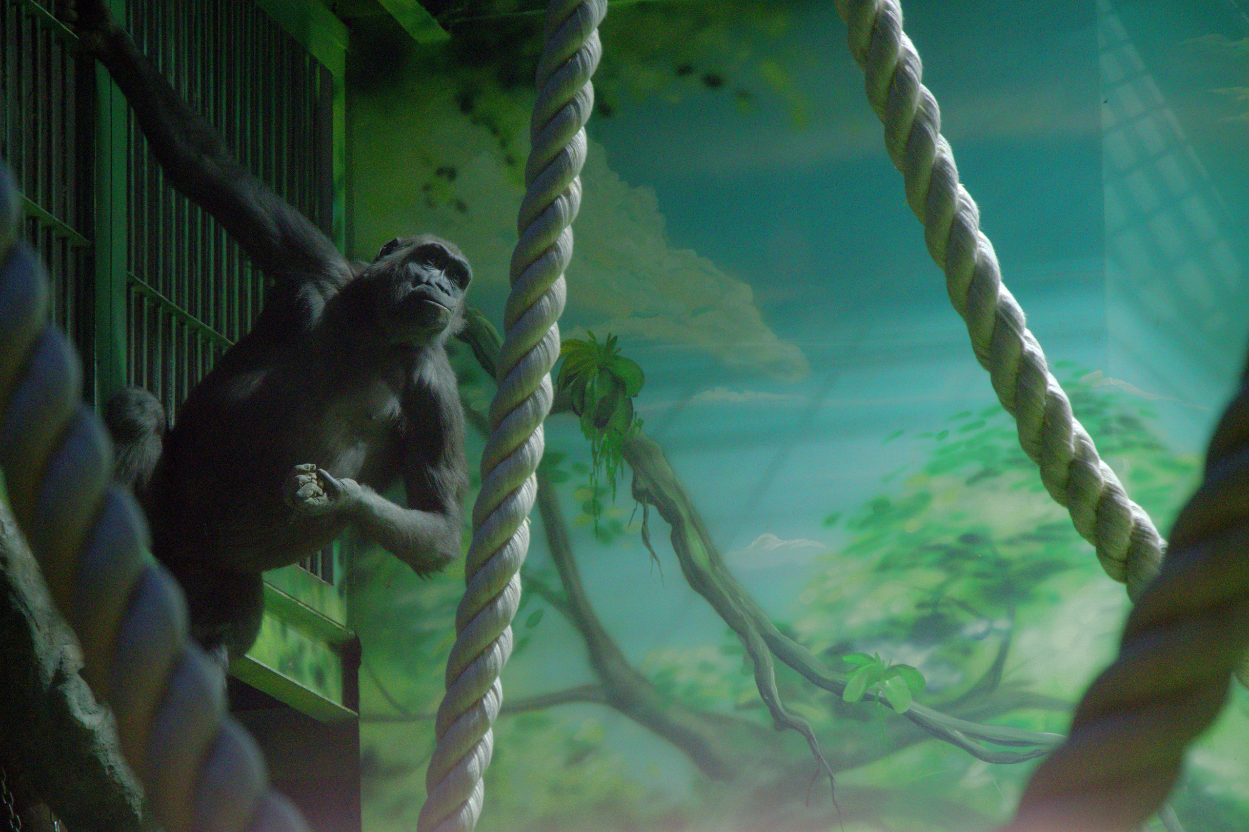 ЗООПАРК. ФОТОГРАФ В МОСКВЕ СТАНИСЛАВ КОБЗЕВ