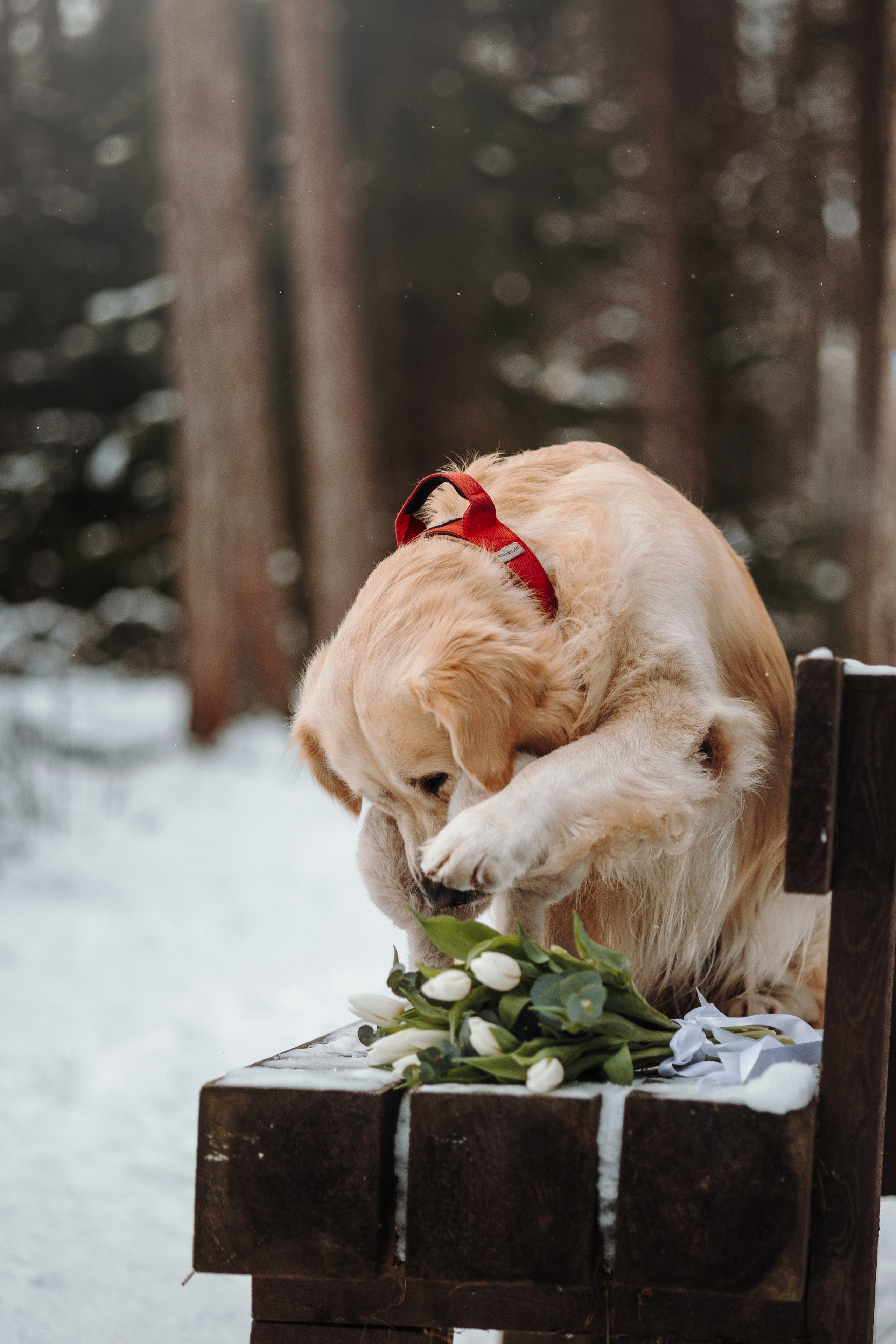 Вика и Лёва. Фотограф — Анималист | Санкт-Петербург