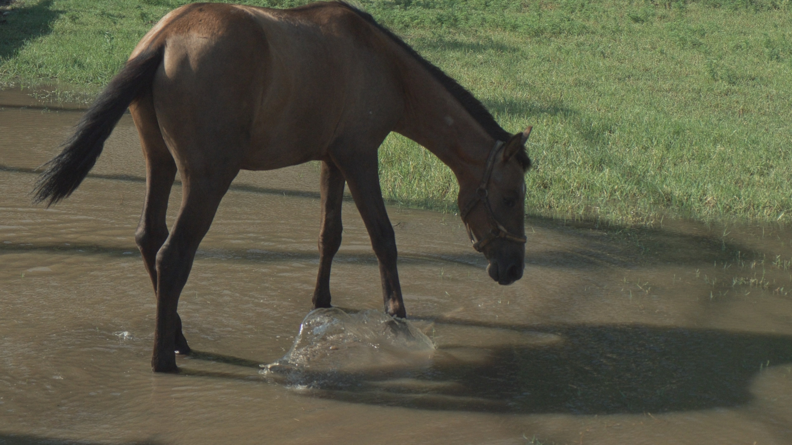 Абхазские скачки. Главная