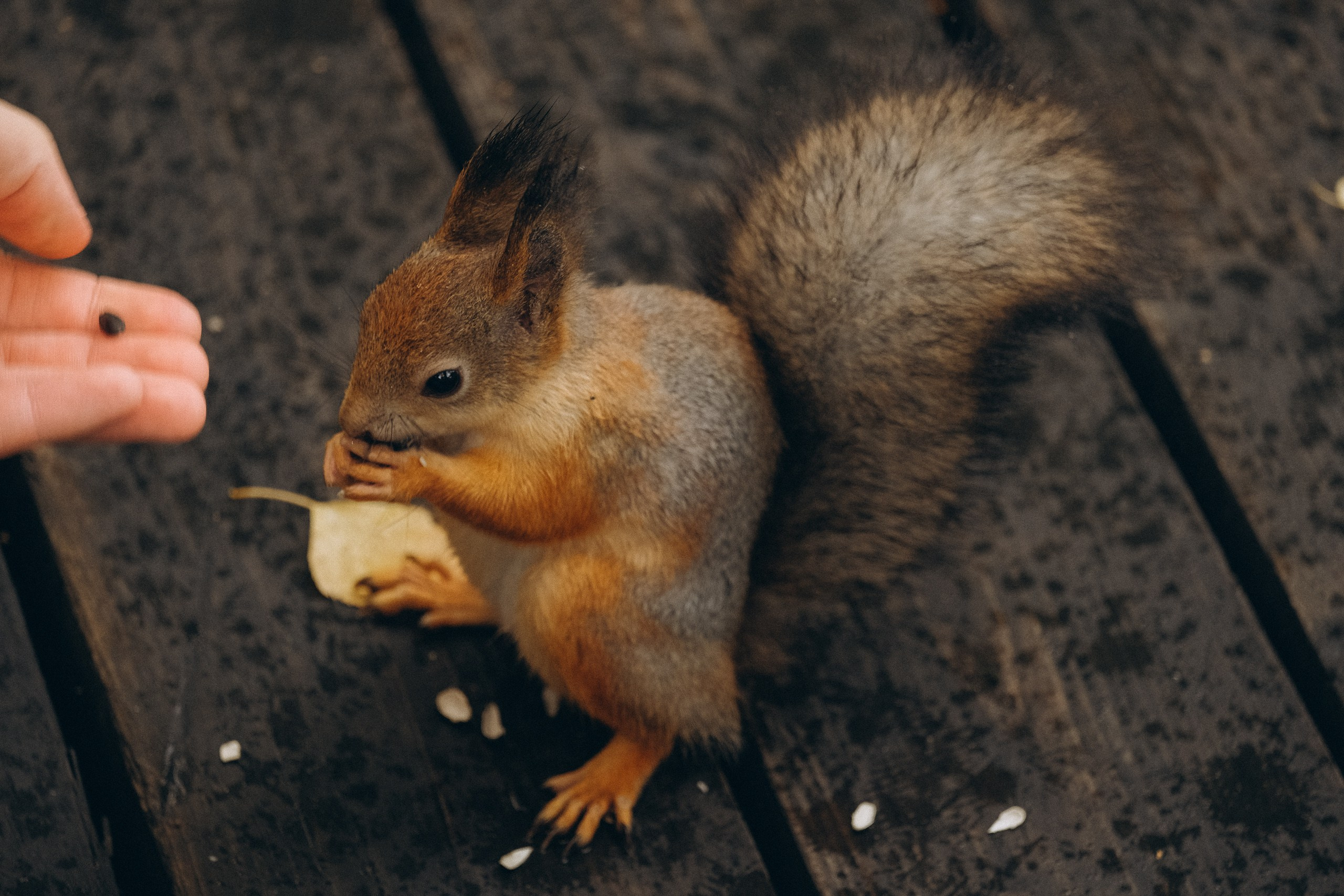 День рождения малышки. Профессиональный фотограф, Санкт-Петербург — Виктория Богомолова