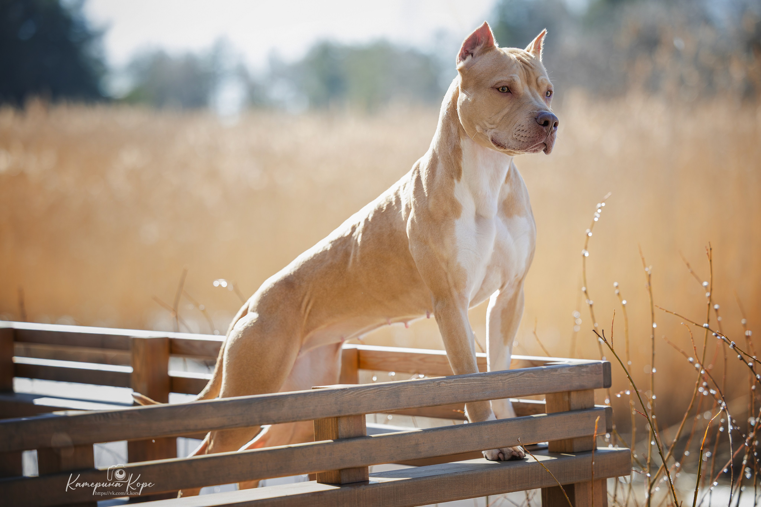 АПБТ Нарния. Главная