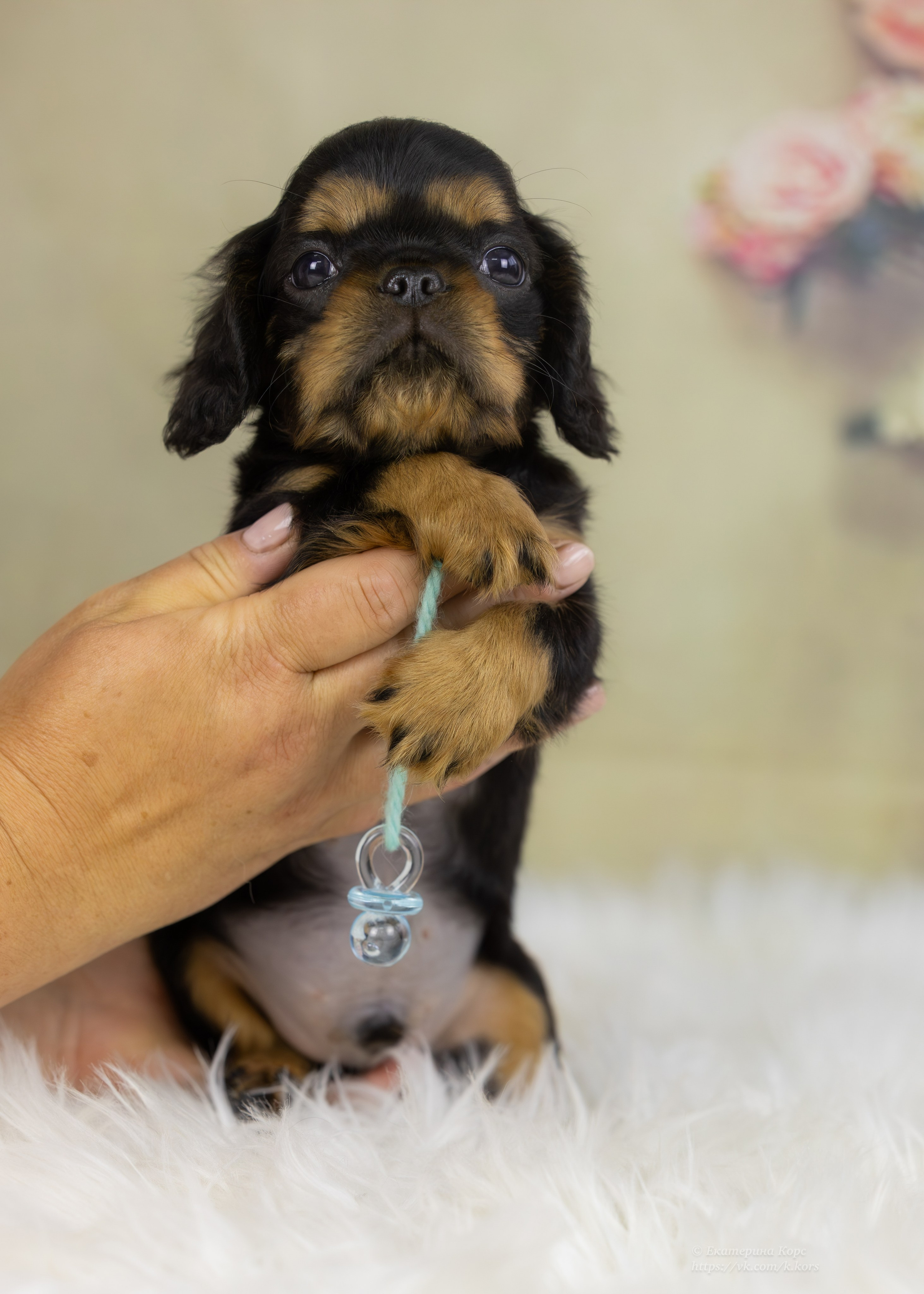 Студия. Главная