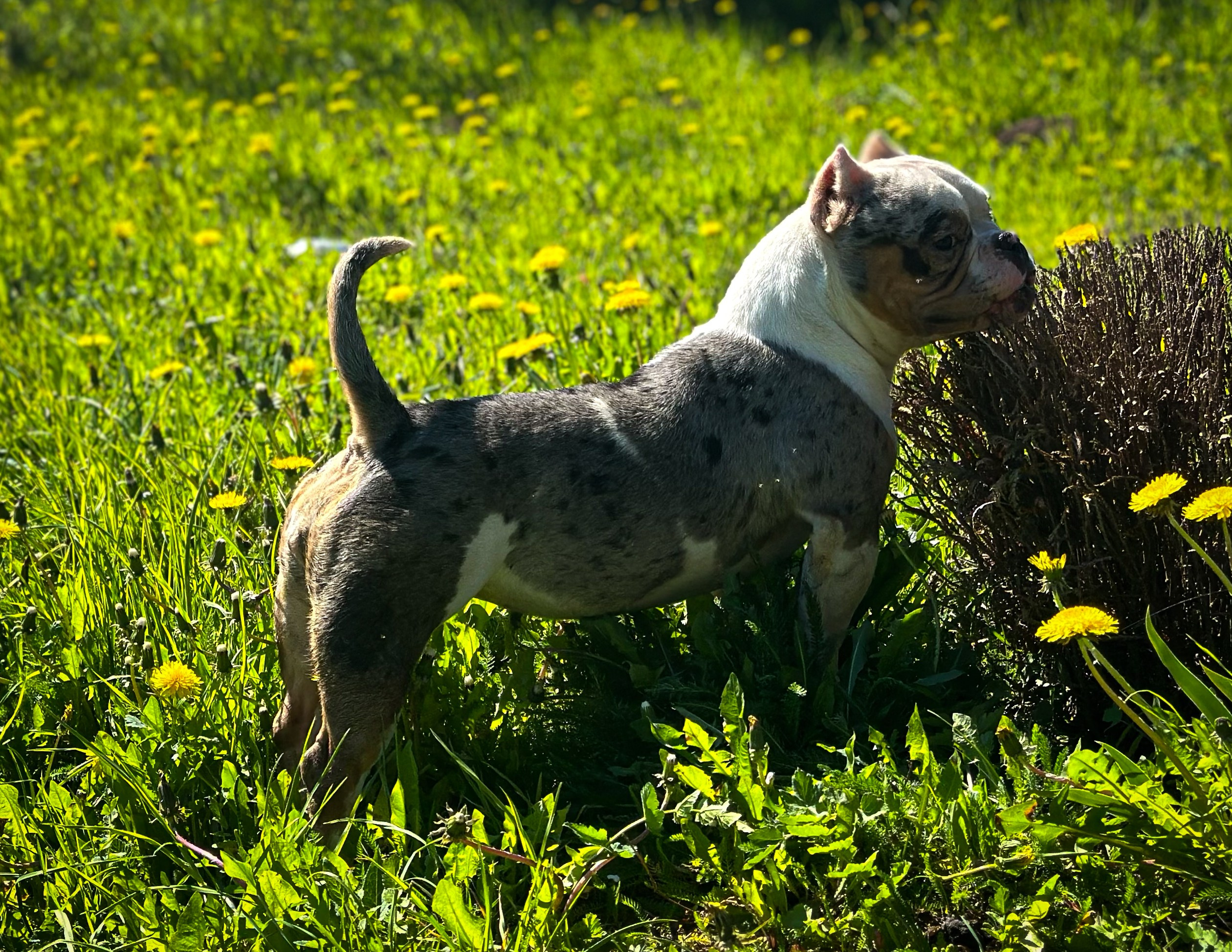 Saint-P Bully's Dynasty. Питомник американских булли Bounty Pride Bully