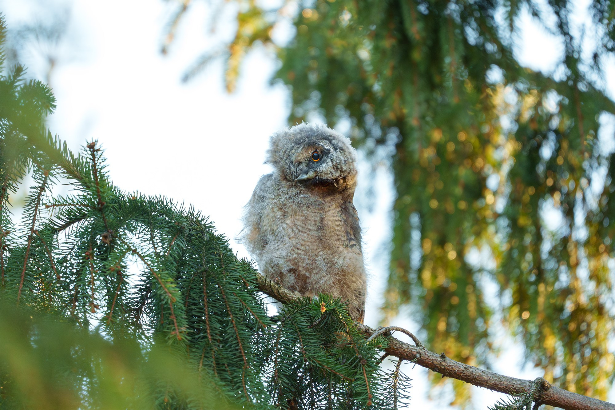 Удивительные мир птиц. Вокруг нас столько прекрасного — присмотритесь!. Ваш личный фотограф Марина Волкова