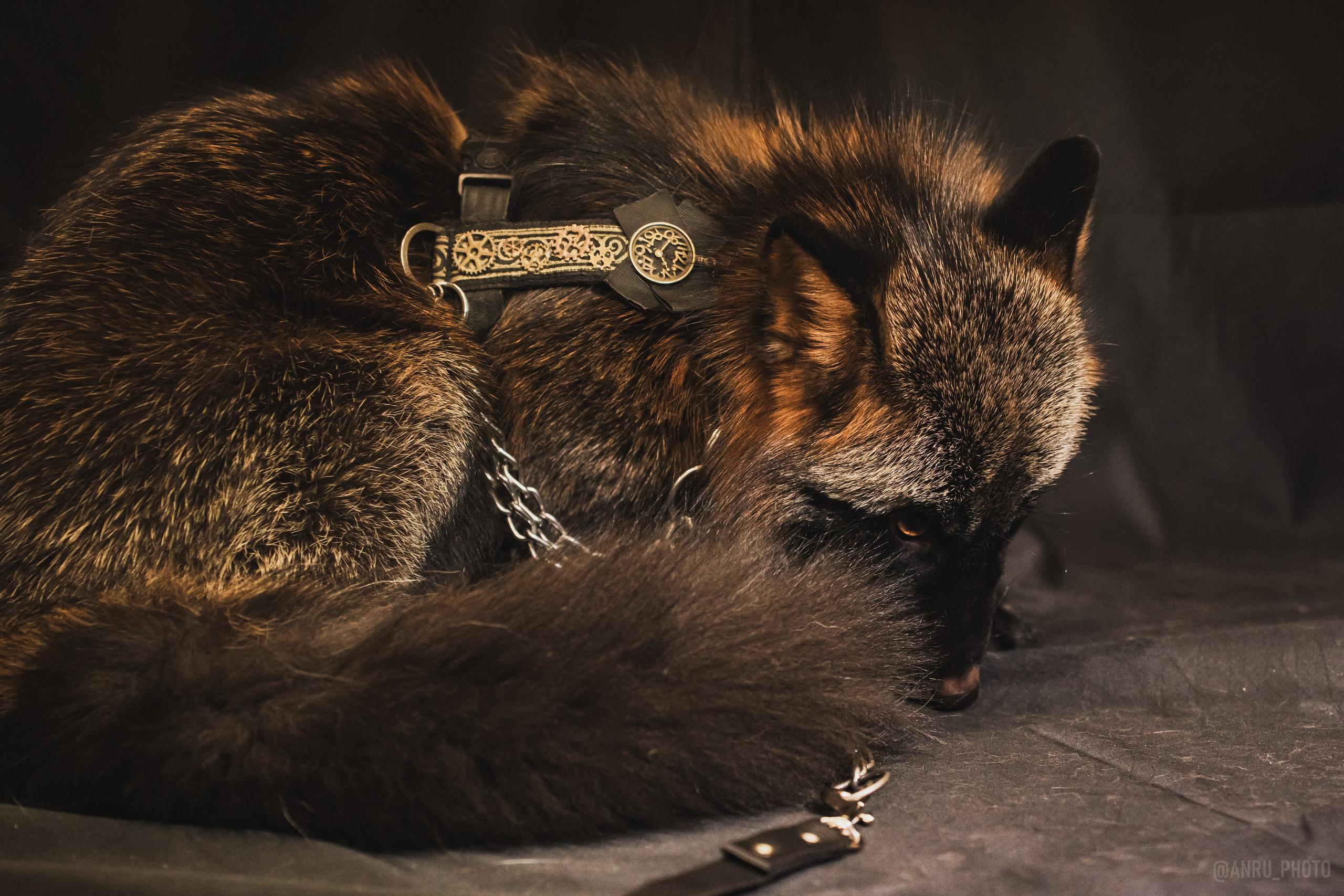 Fox Family fest. Репортажный фотограф Анастасия Рубцова