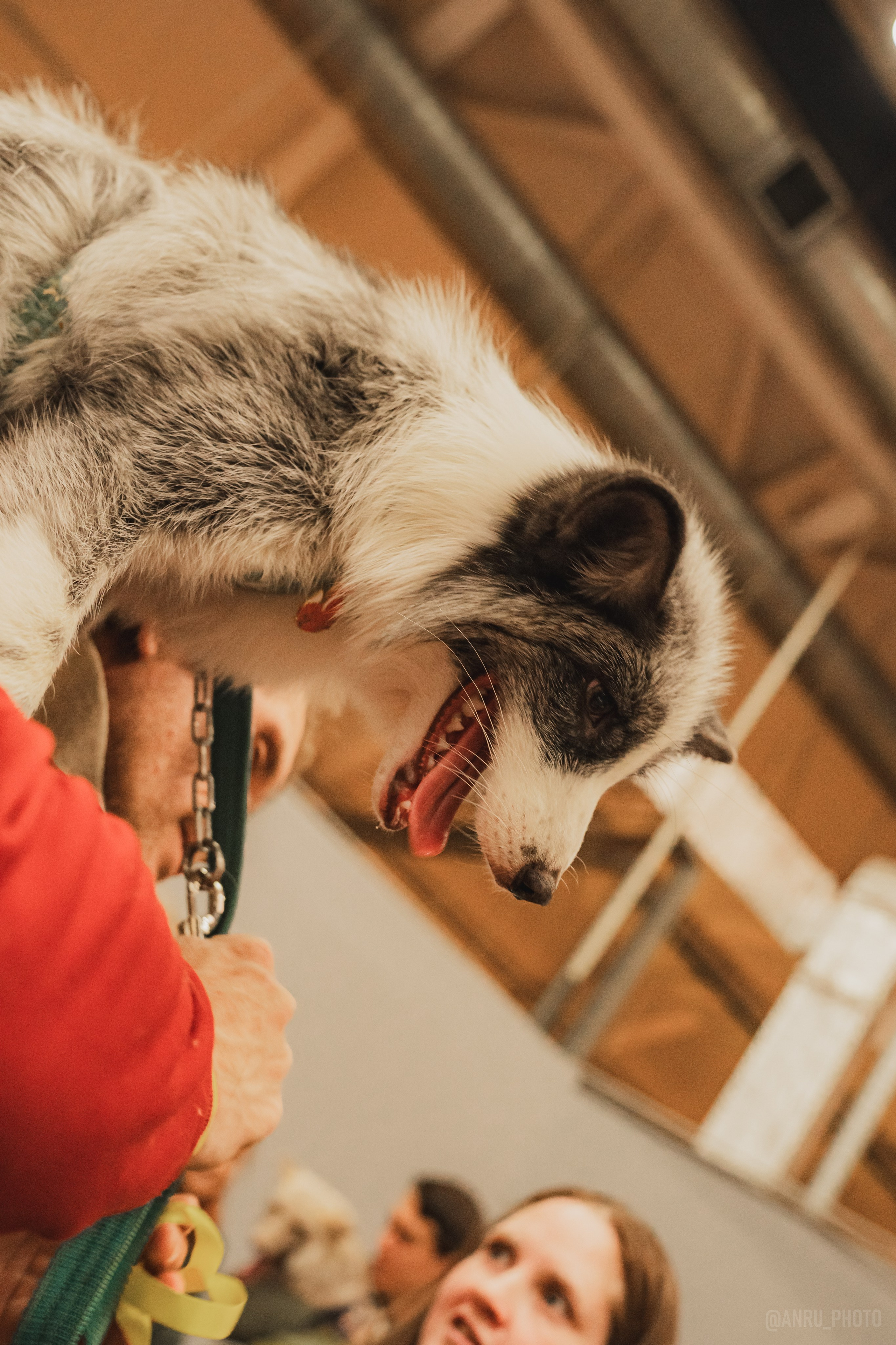 Fox Family fest. Репортажный фотограф Анастасия Рубцова