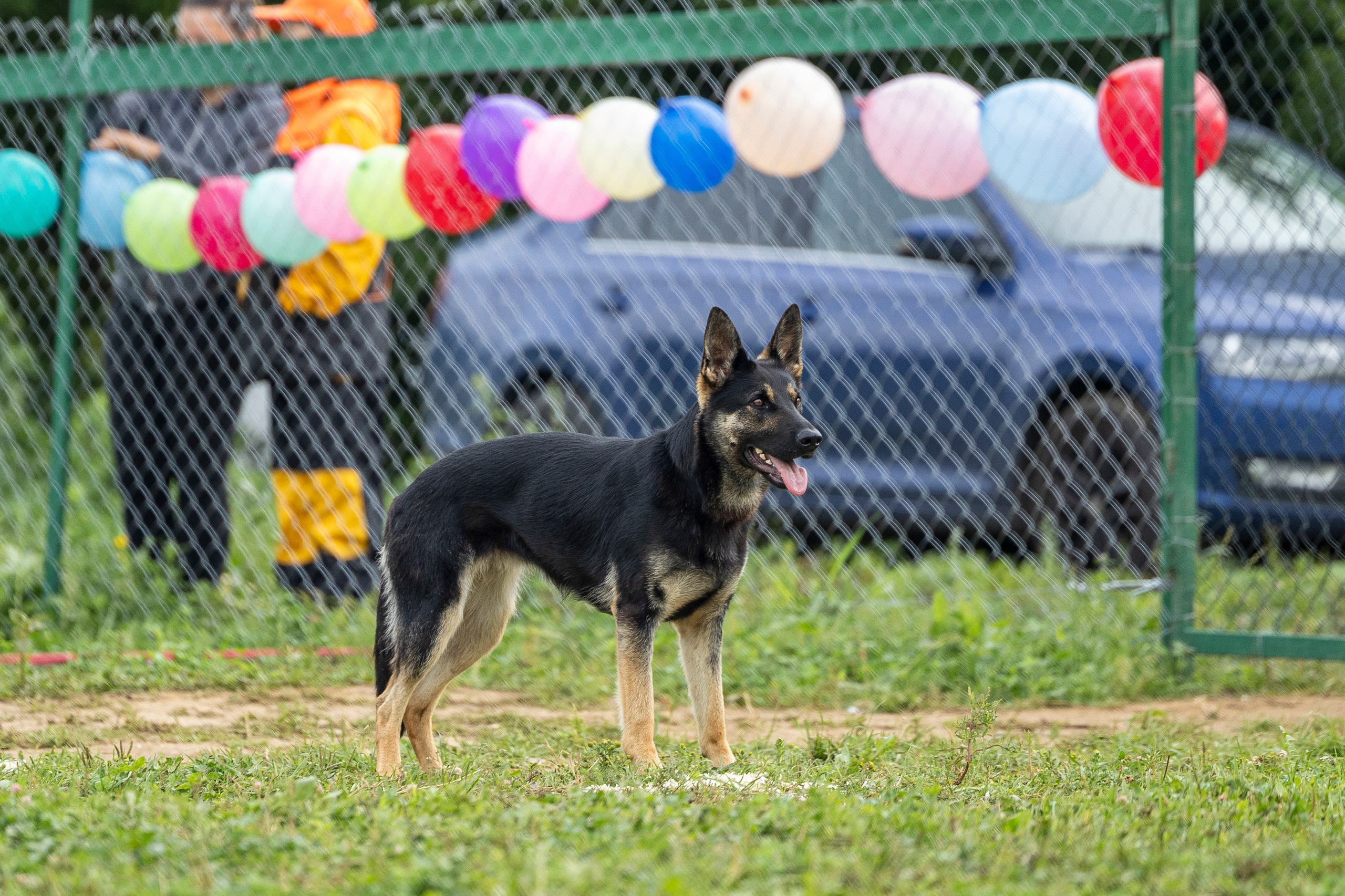 Соревнования по Мондьорингу г. Вологда 10-11.08.2024. Фотограф-анималист Анна Маринич