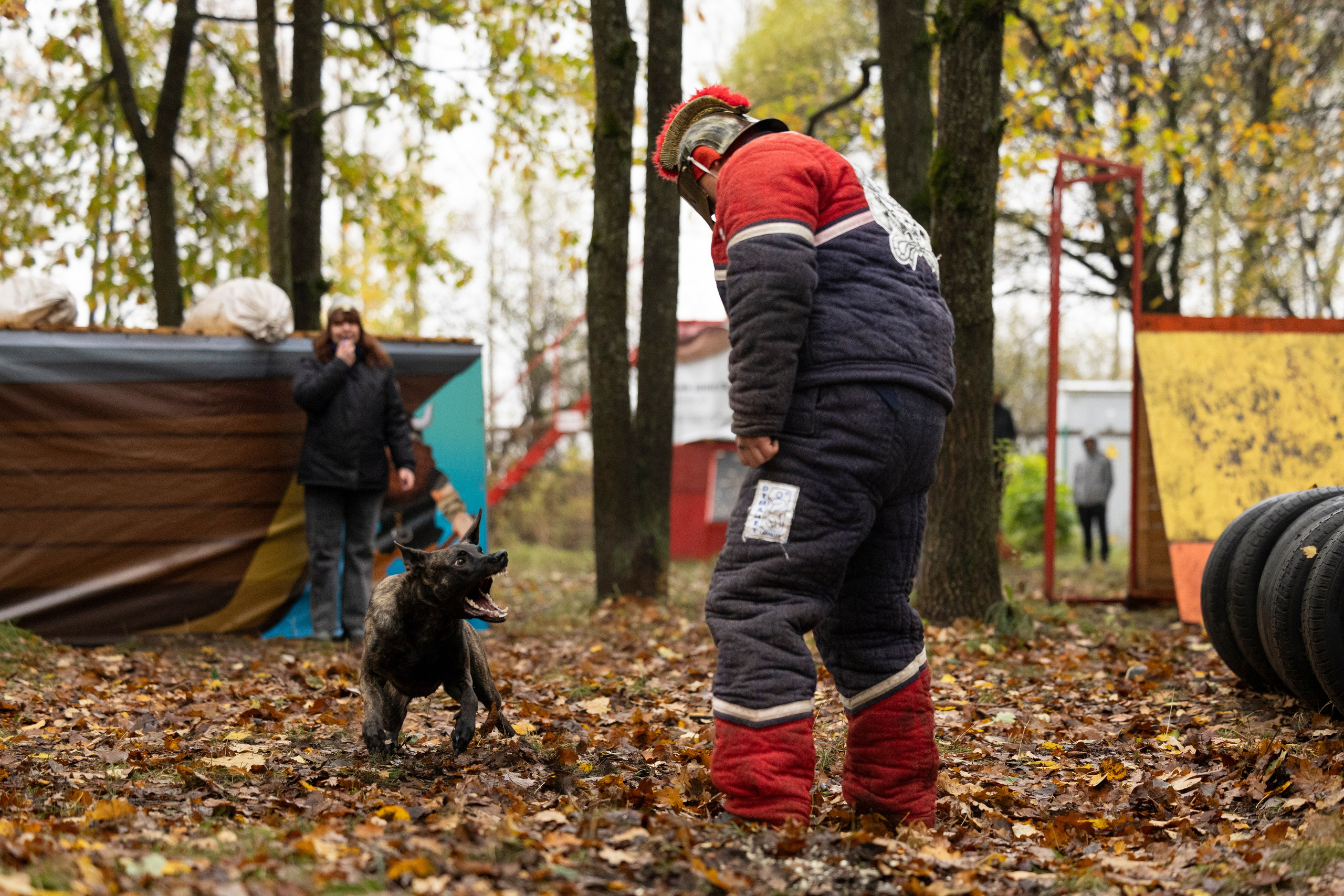 Соревнования по Мондьорингу г. Вологда. Фотограф-анималист Анна Маринич