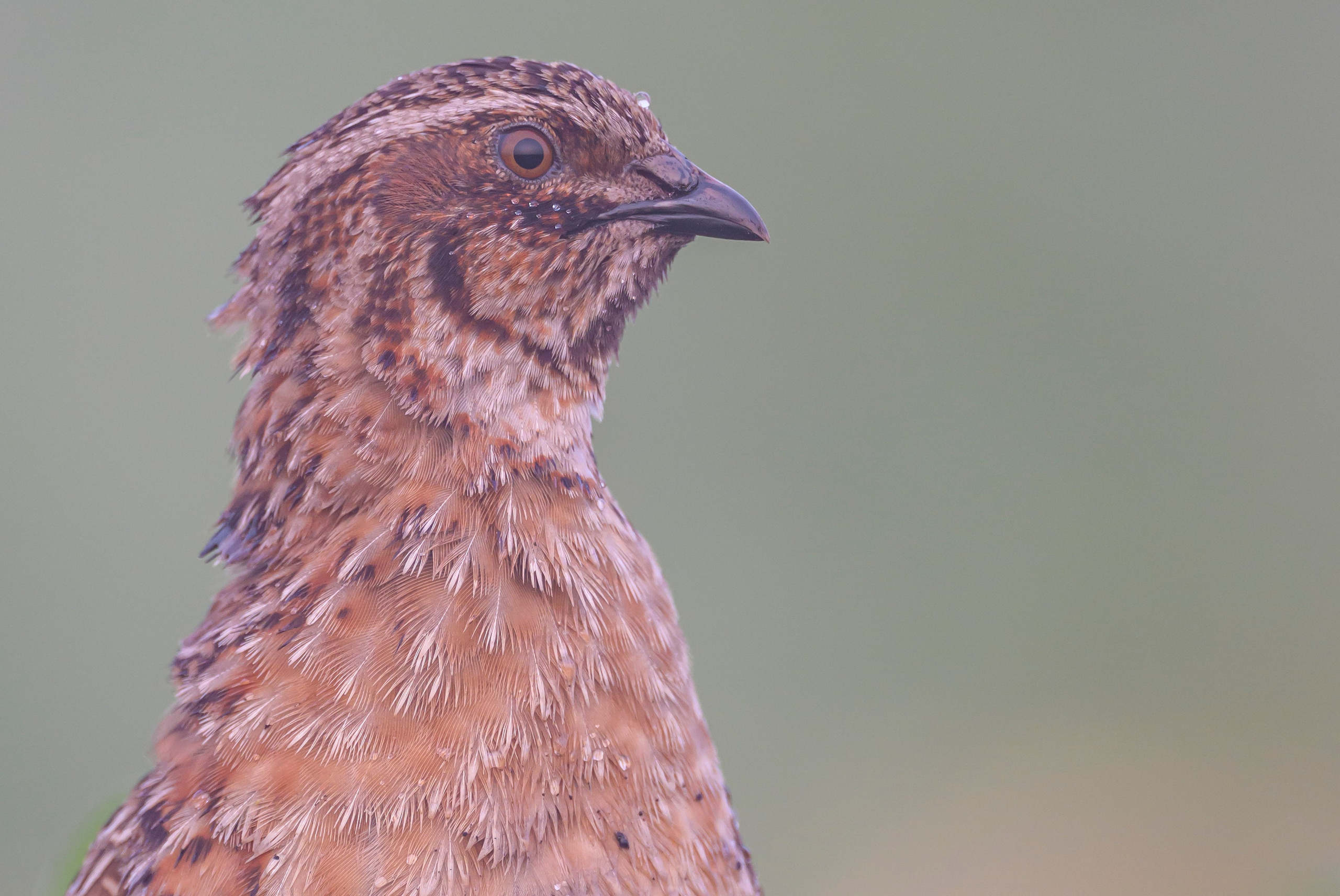 Перепела в тумане. Wildlife photography by Sergey Puponin