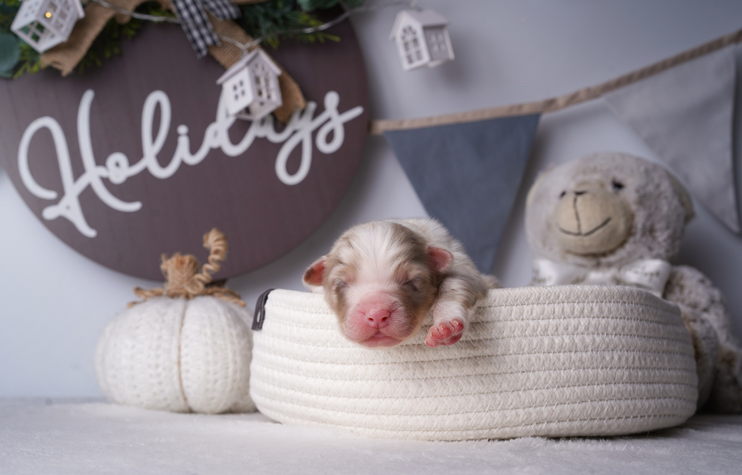 Щенули аусси. Фотограф-анималист в Санкт-Петербурге Яна Мартынова