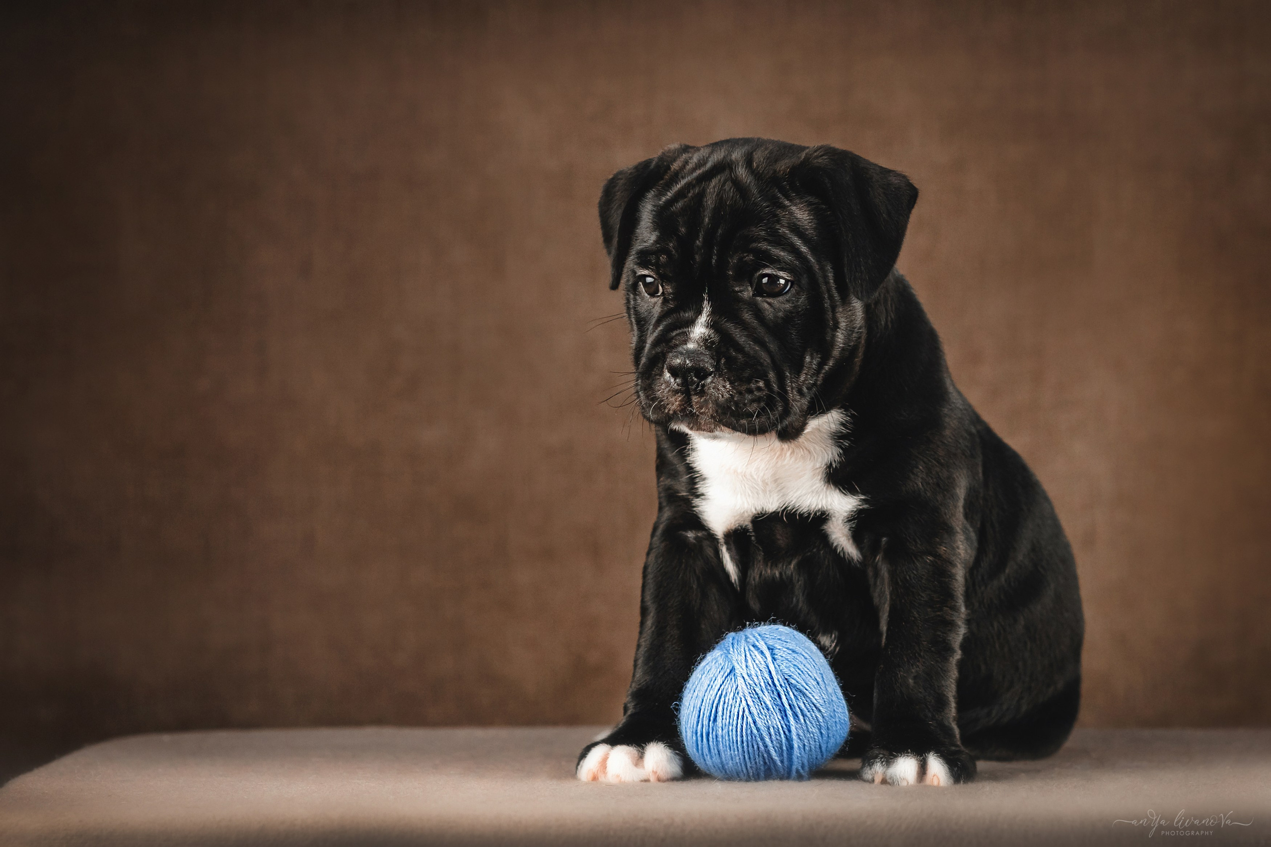 Стаффи. Фотограф анималист Аня Ливанова | Рыбинск