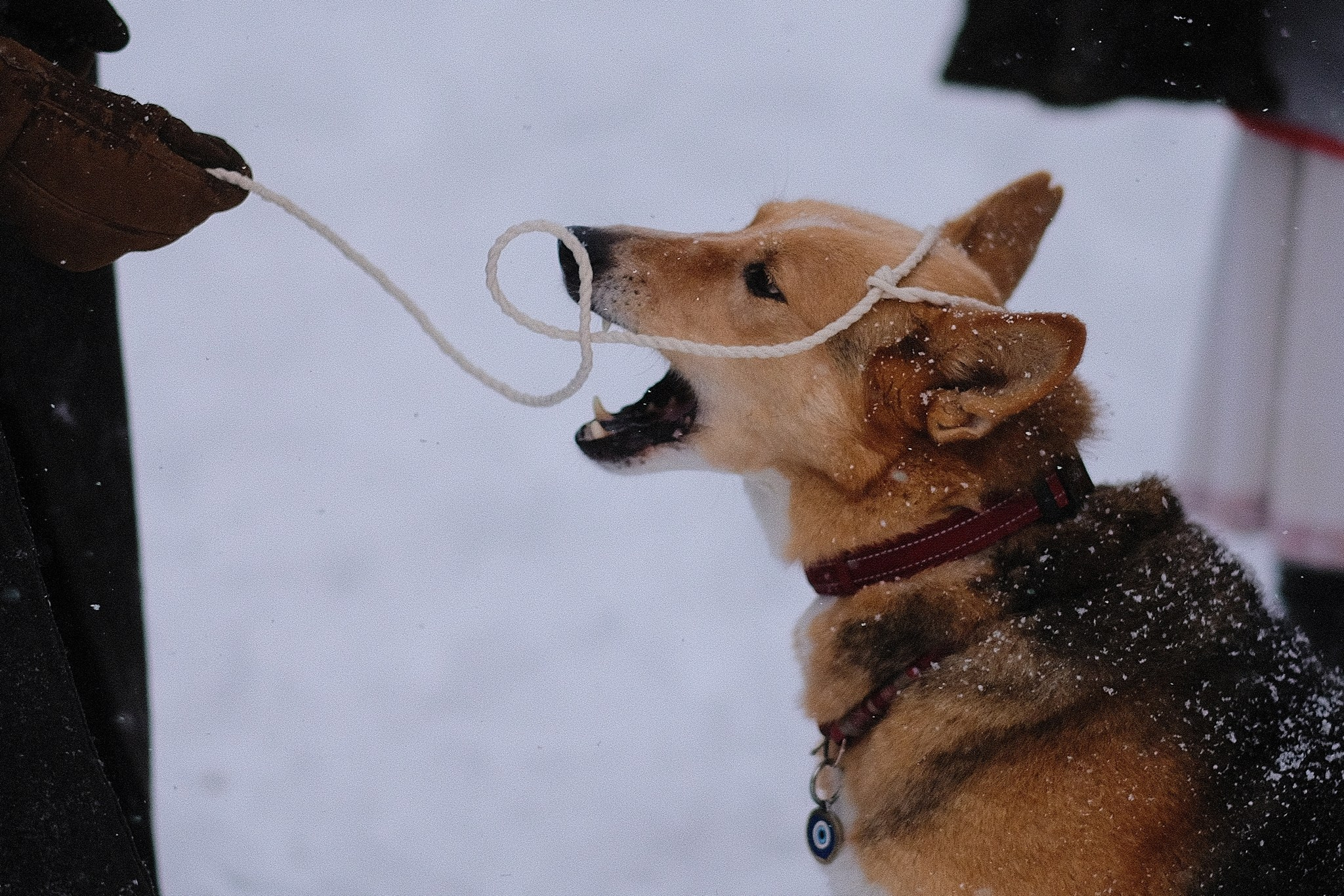 Герда, Лиса и их люди. Дмитрий Бречалов