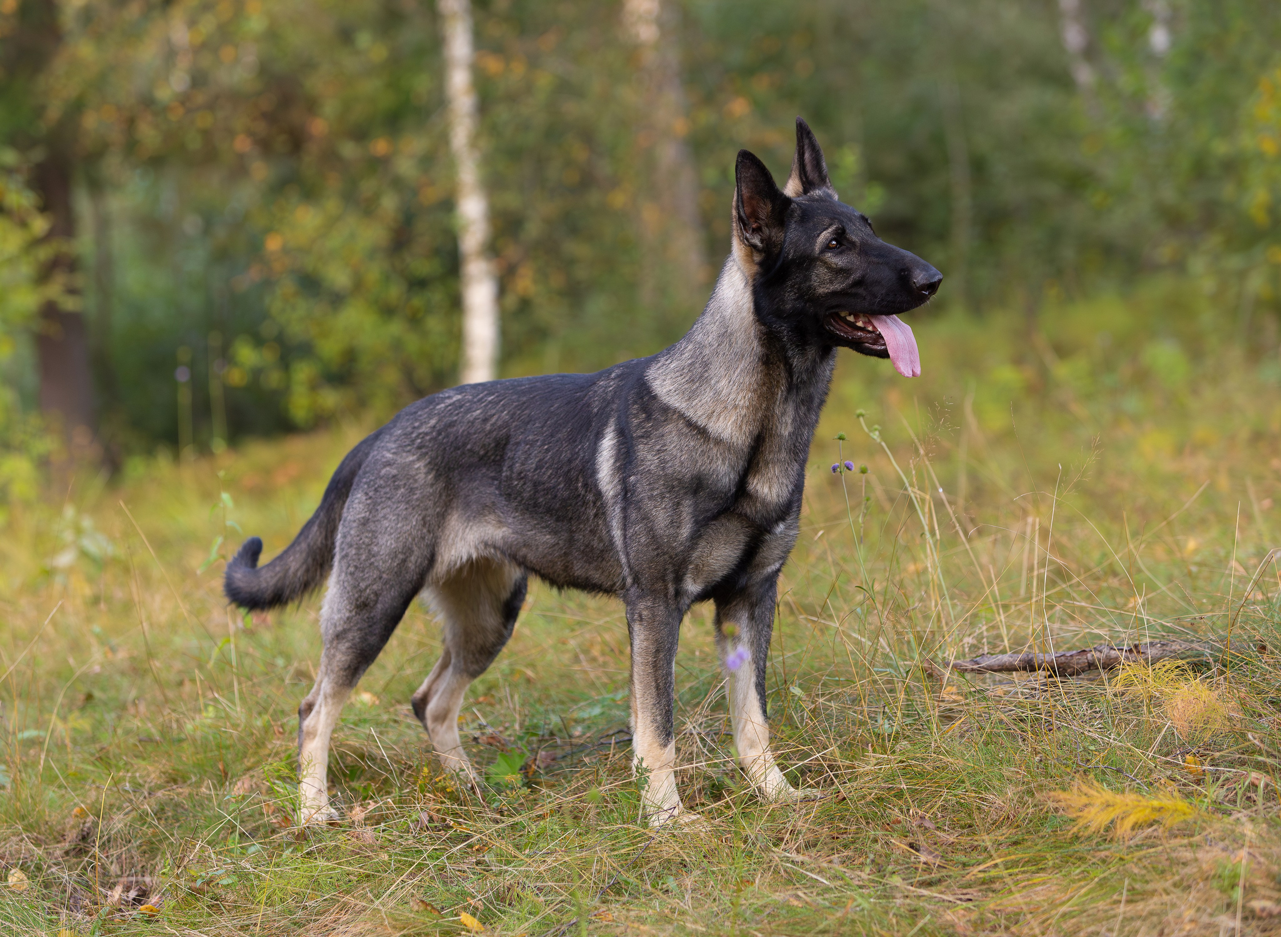 Корги и ВЕО осенью. Фотограф-анималист в Москве, МО и Владимире