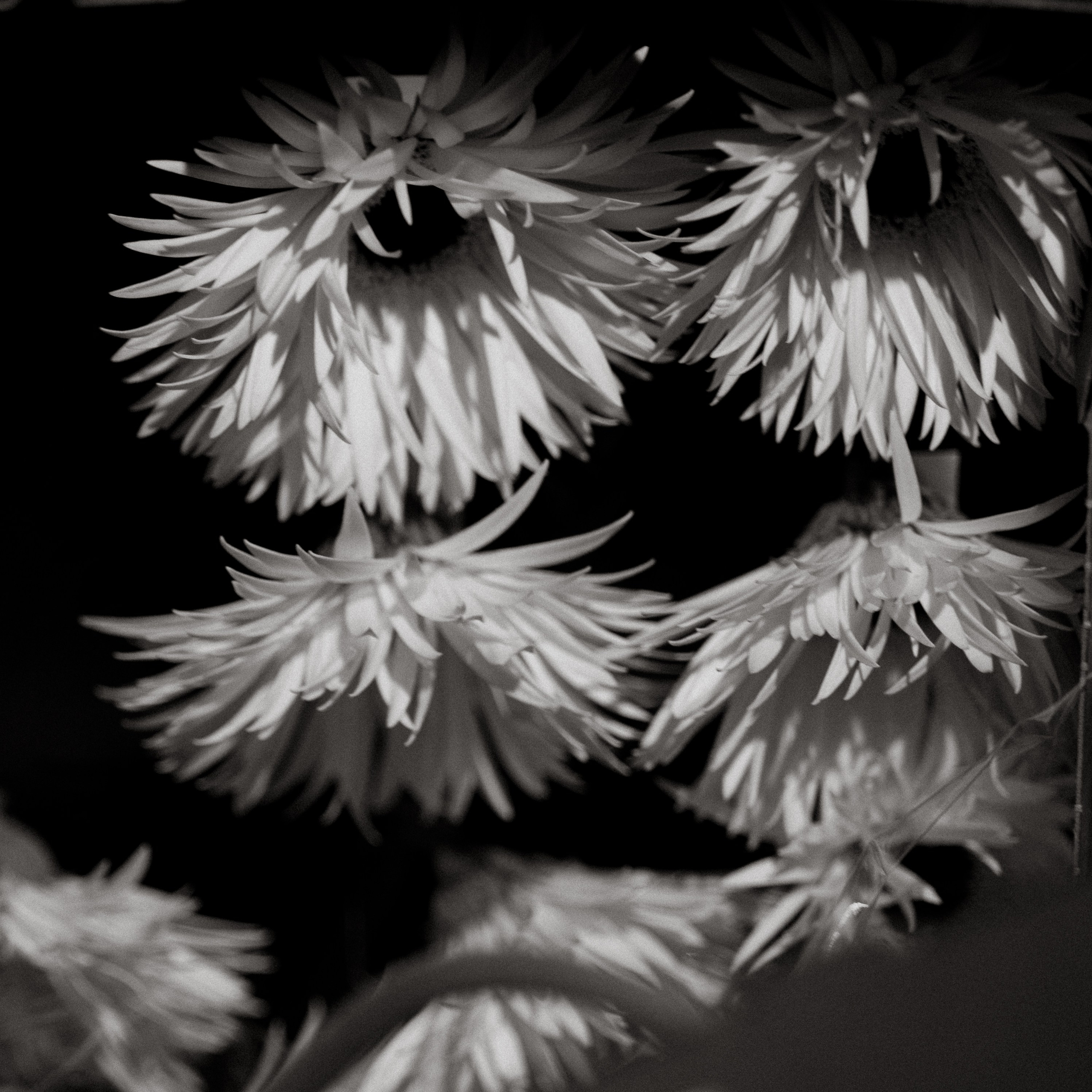 Дима Даша. Свадебный и семейный фотограф в Краснодаре и крае