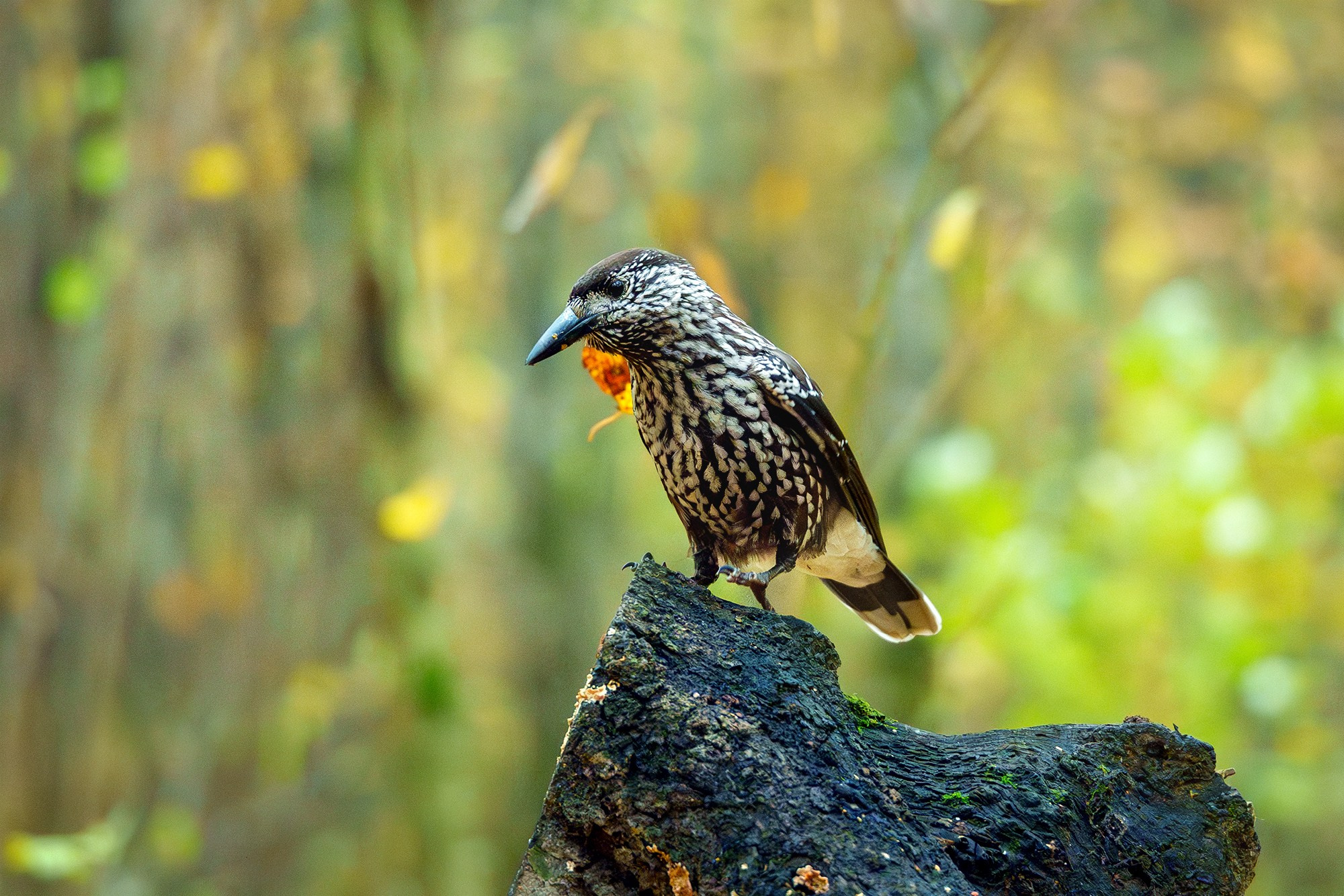Удивительные мир птиц. Вокруг нас столько прекрасного — присмотритесь!. Ваш личный фотограф Марина Волкова