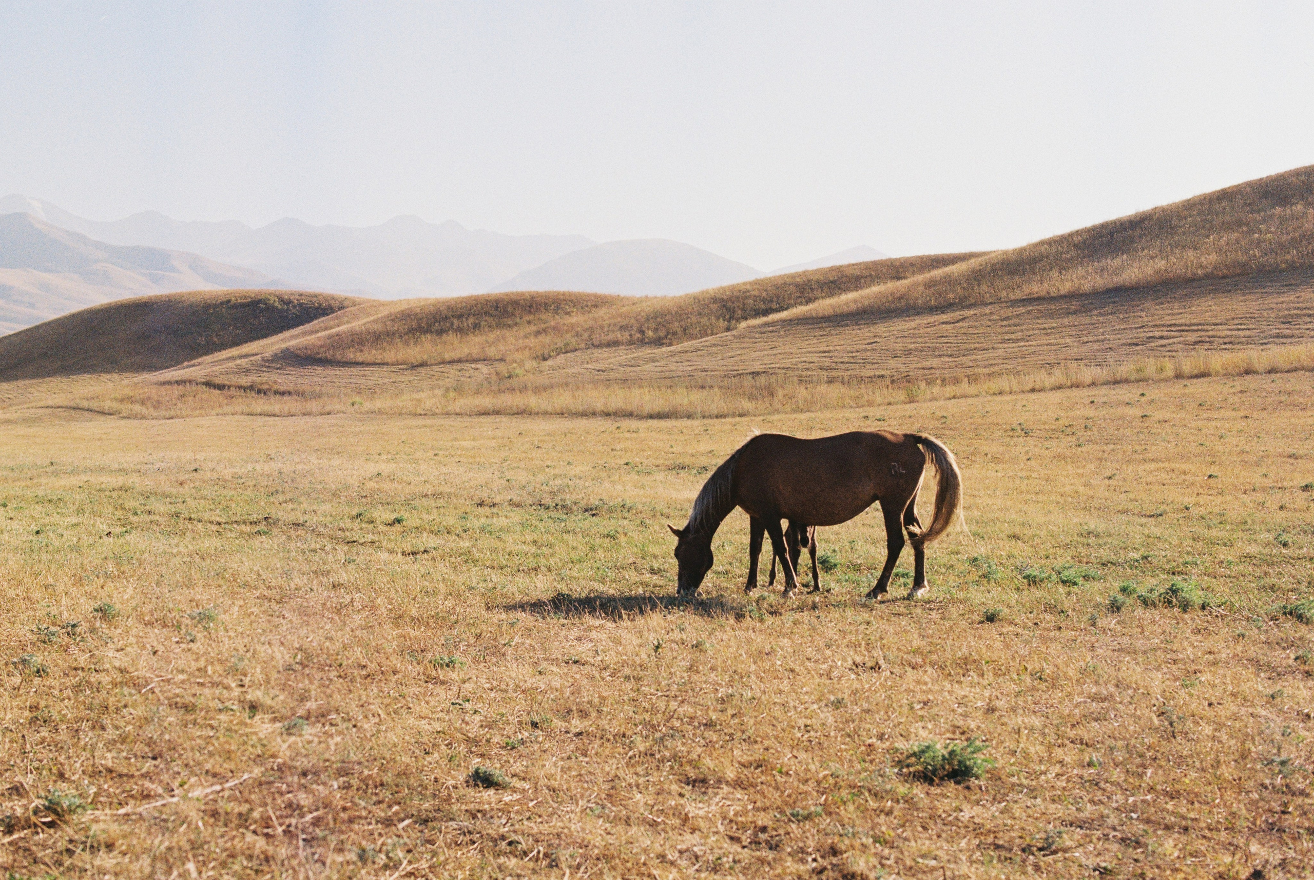 2025 — Путешествия на плёнку. Фотограф в Алматы — Алексей Коньков | Репортаж, свадьбы, портреты